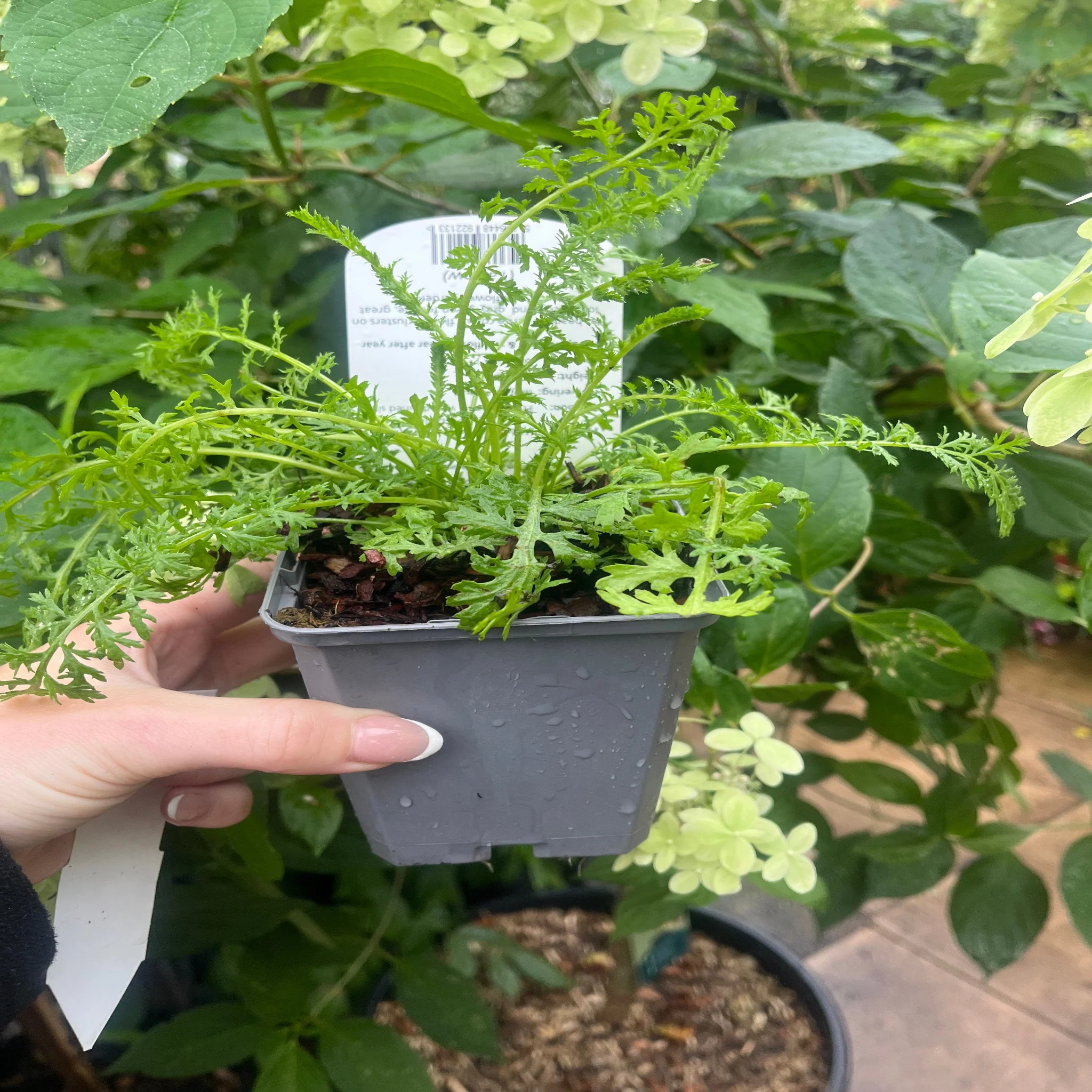 Achillea ptarmica 'The Pearl' 9cm Pot - Image 3