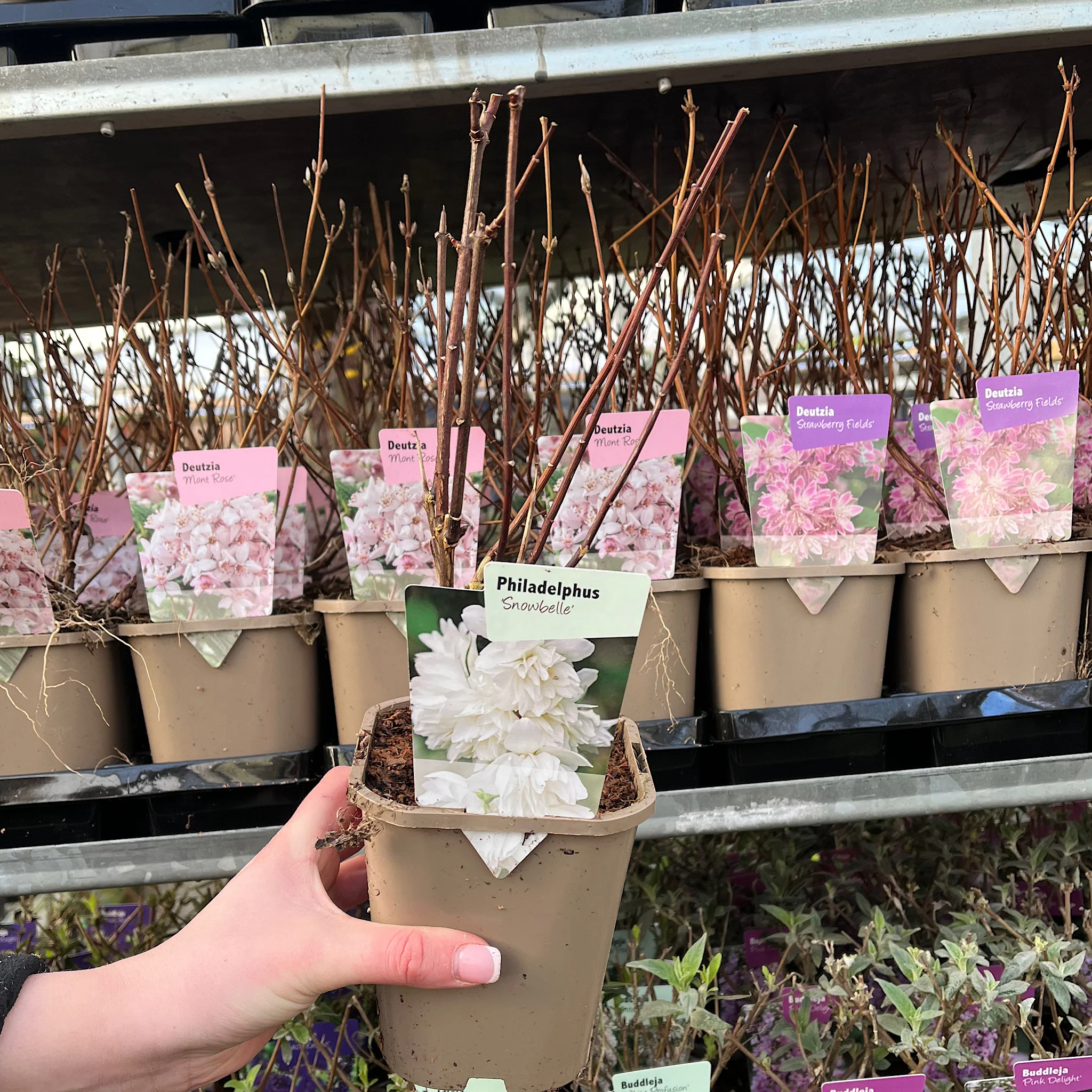 Philadelphus 'Snowbelle' 9cm / 1L / 2L /5L - Image 3