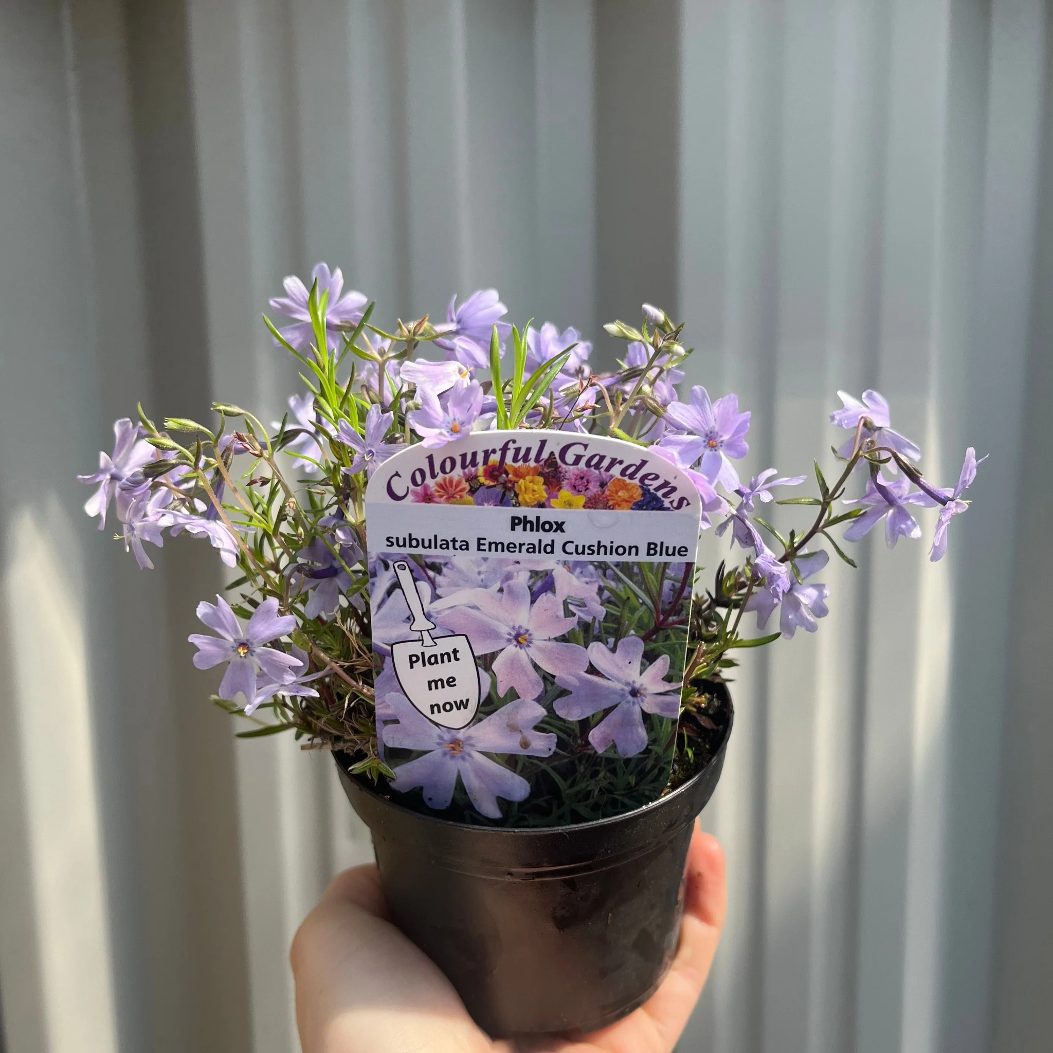 Phlox subulata 'Emerald Cushion Blue' 9cm Pot - Image 3