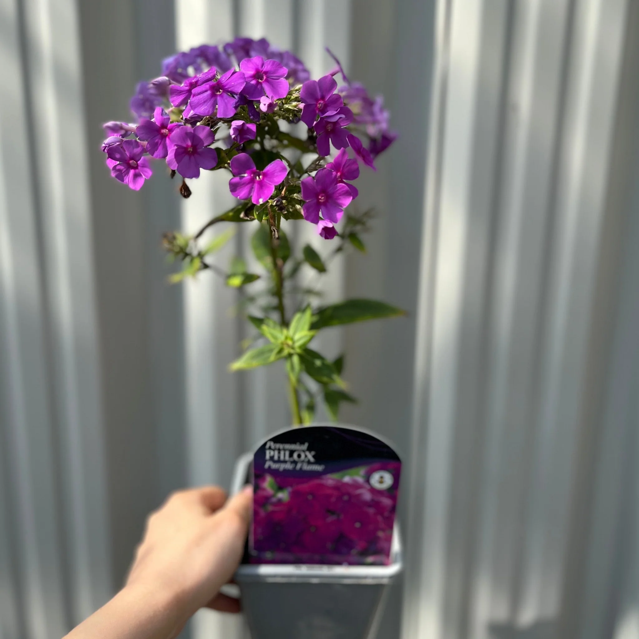 Phlox paniculata 'Purple Flame' 1L - Image 2