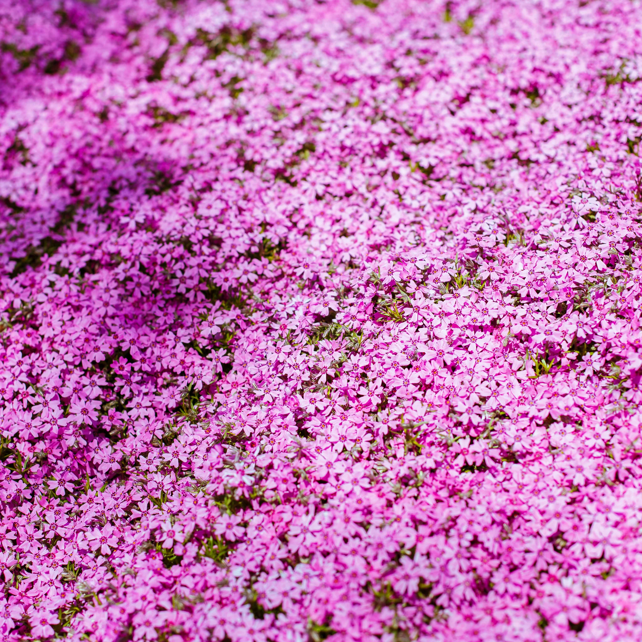 Phlox subulata Goldi Pink 1.5L - Image 2