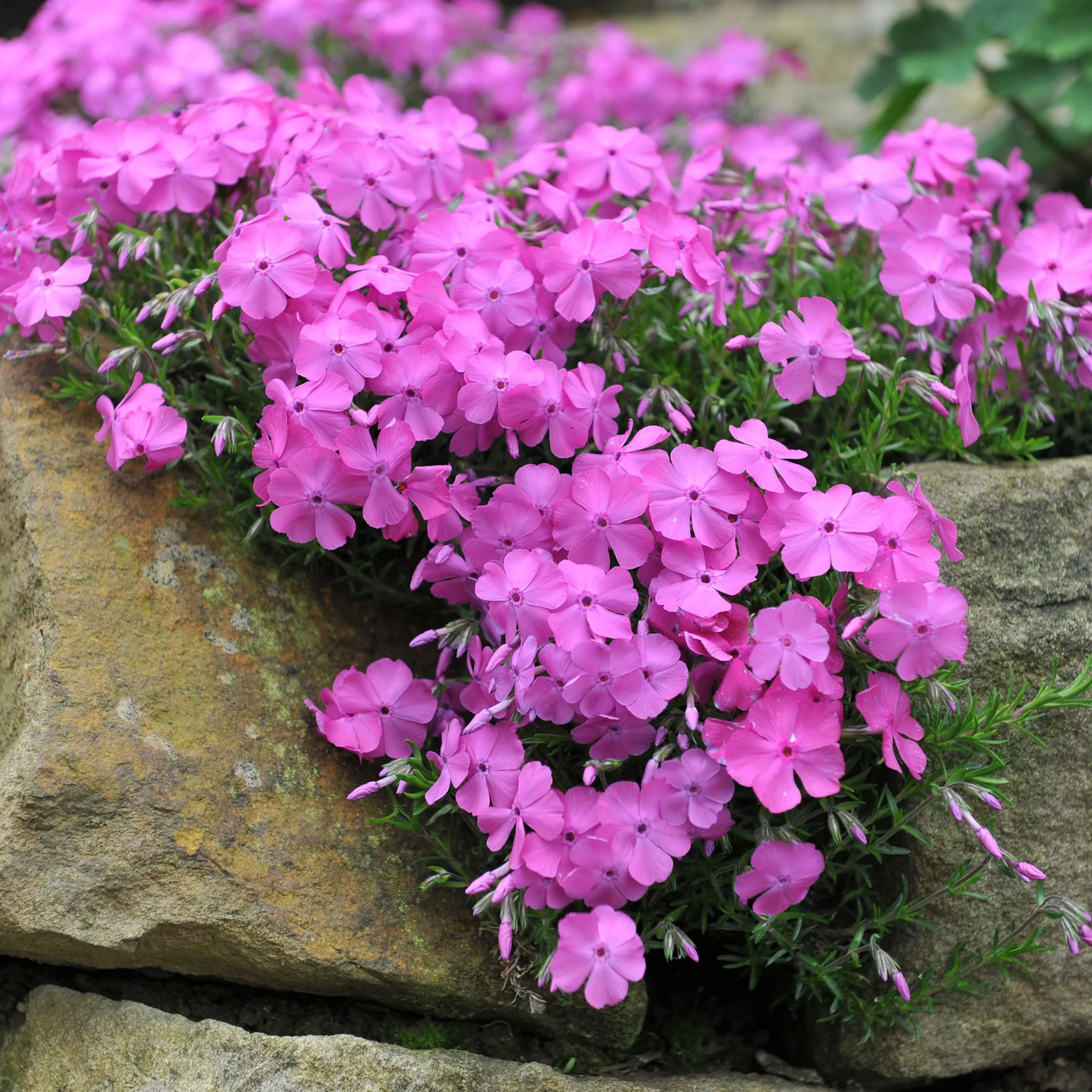 Phlox subulata 'McDaniels Cushion' 9cm/1.5L - Image 2