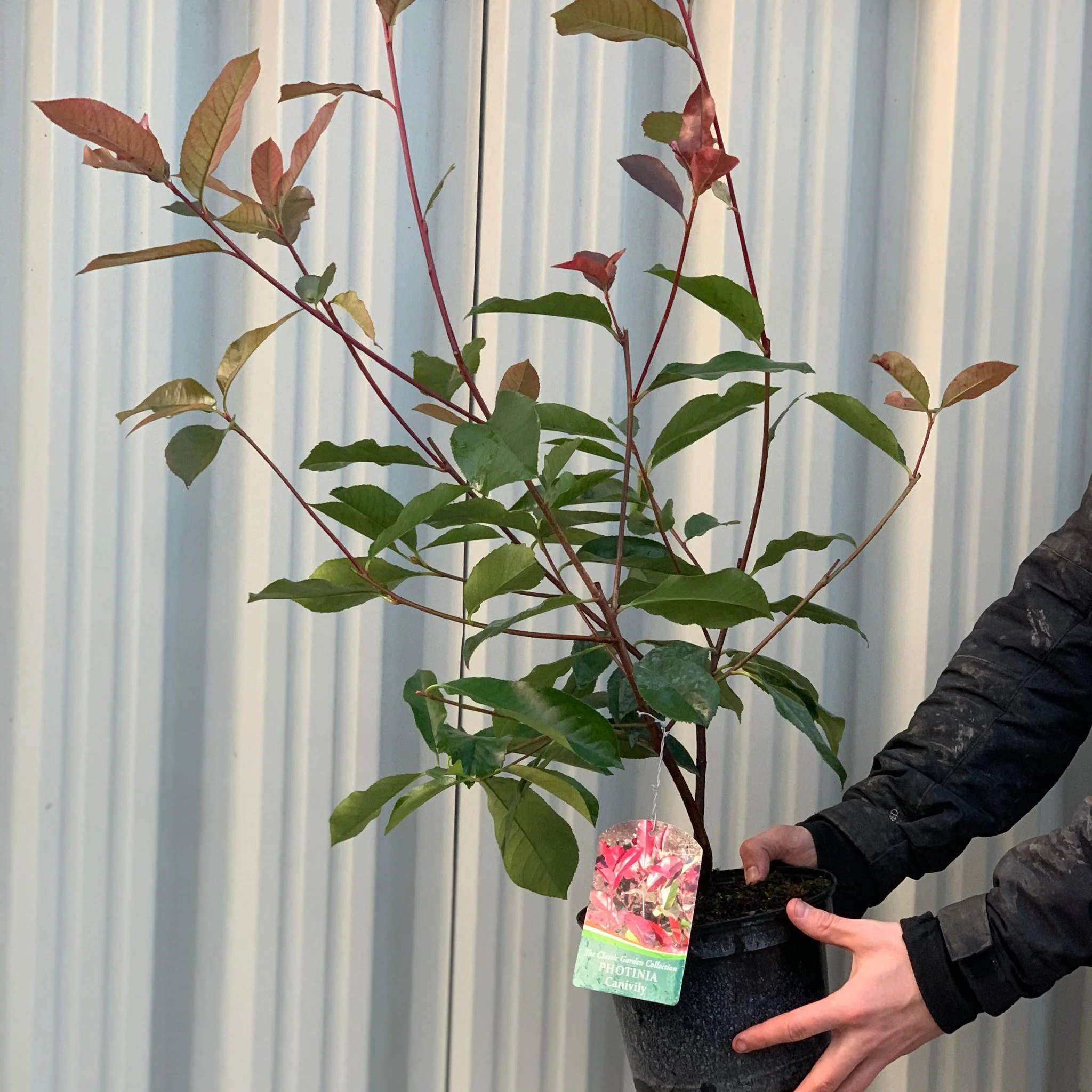 Photinia Canivily 80-90cm - Image 3