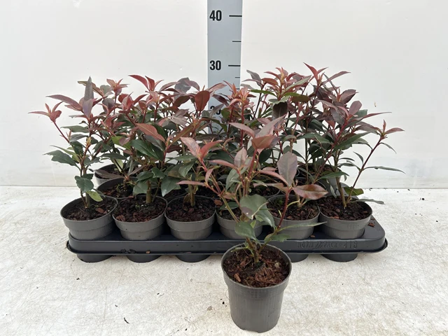 Photinia 'Carre Rouge' 9cm/2L - Image 4