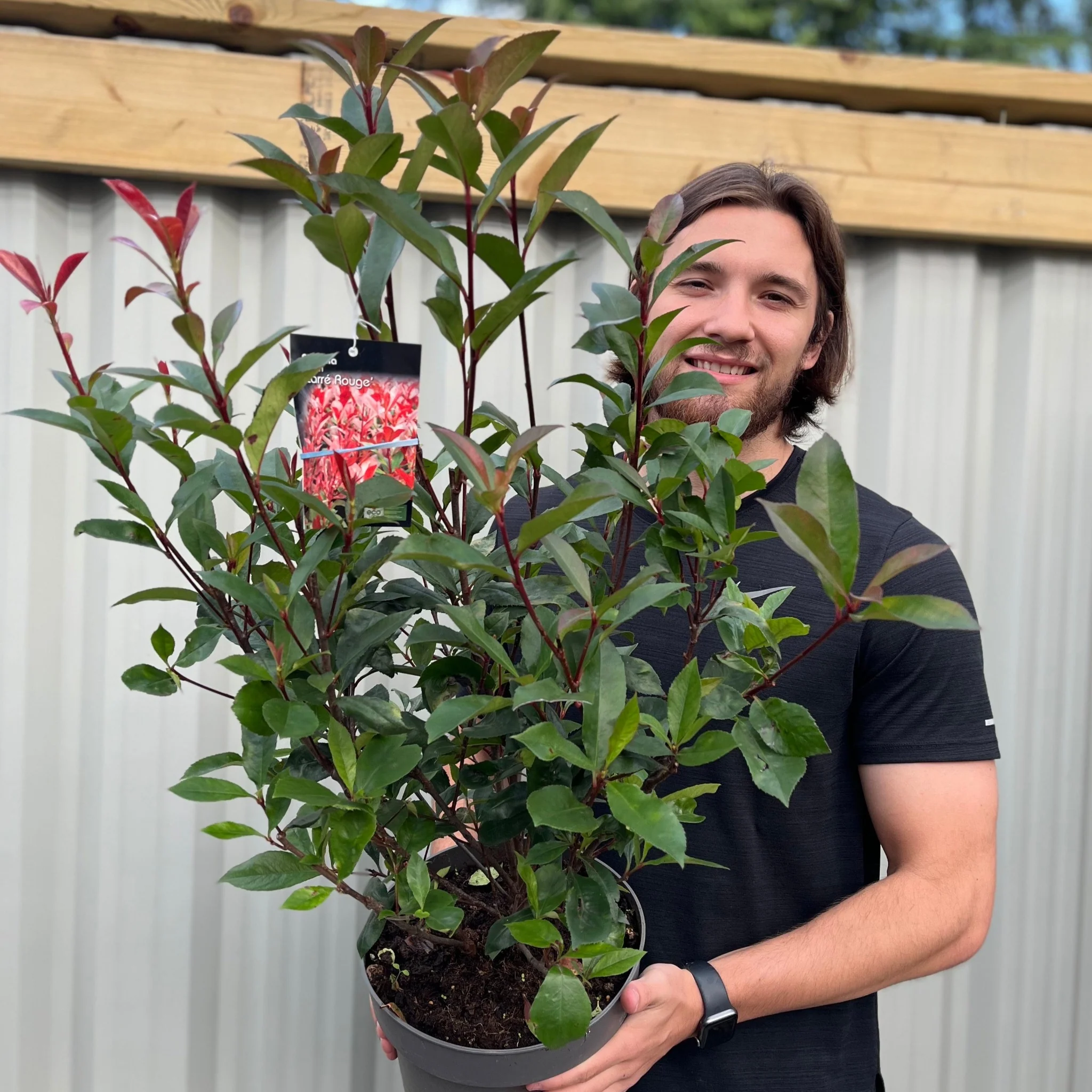 Photinia 'Carre Rouge' 80-90cm (5L) - Image 3