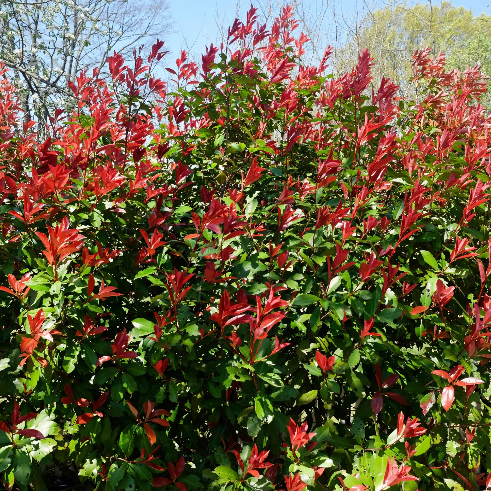 Photinia 'Carre Rouge' 80-90cm (5L) - Image 4