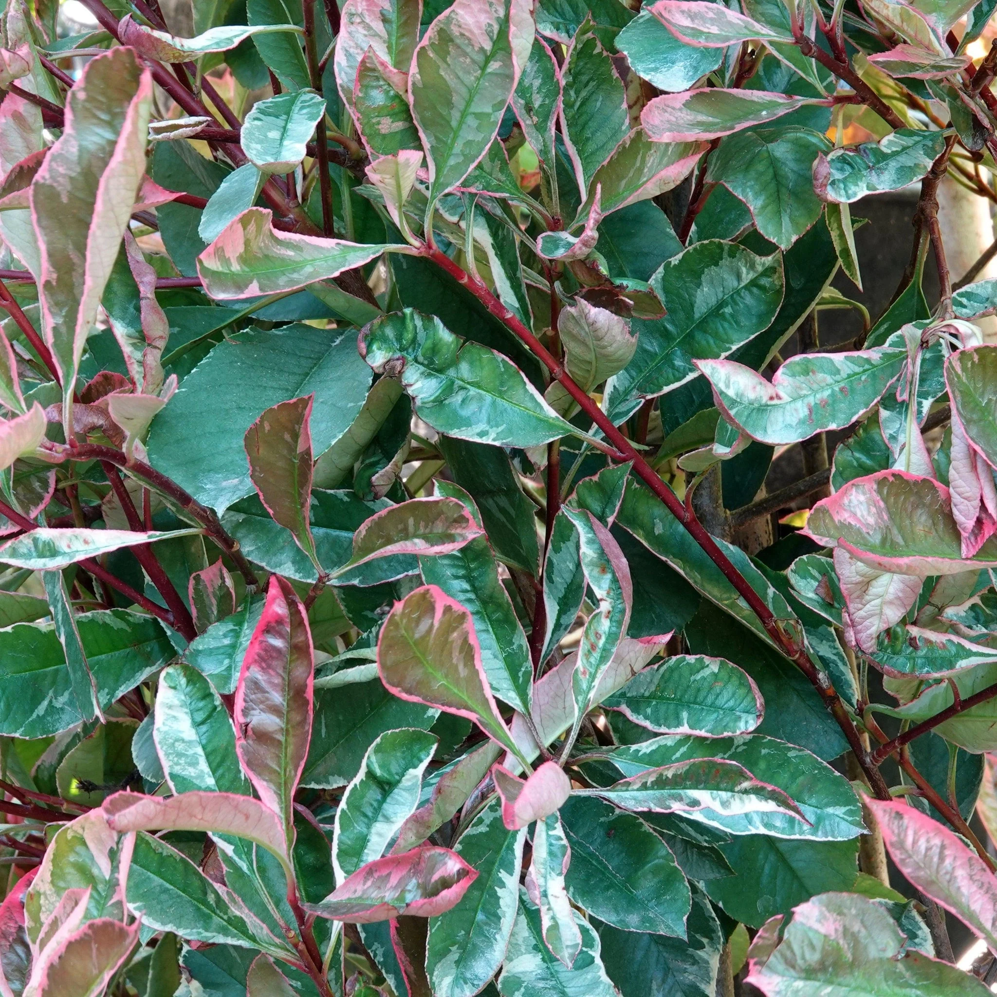 Photinia fraseri 'Pink Marble' 2L - Image 2