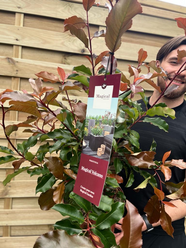 Photinia 'Magical Volcano' 5L (Multibuy Offers Available) - Image 2