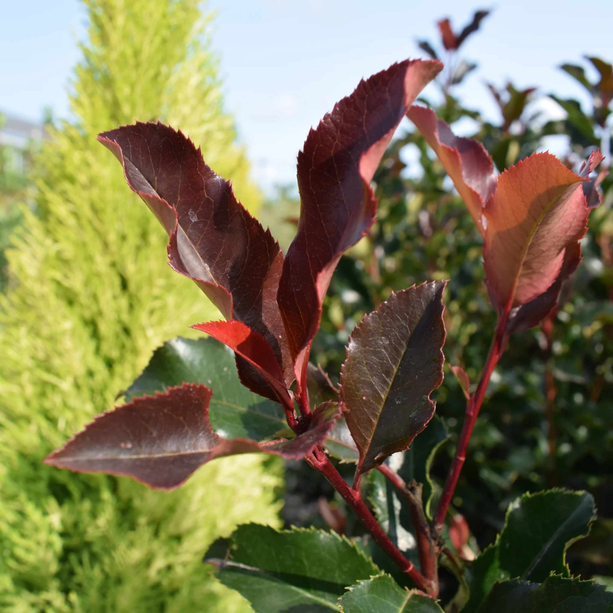 Photinia 'Magical Volcano' 5L (Multibuy Offers Available) - Image 3