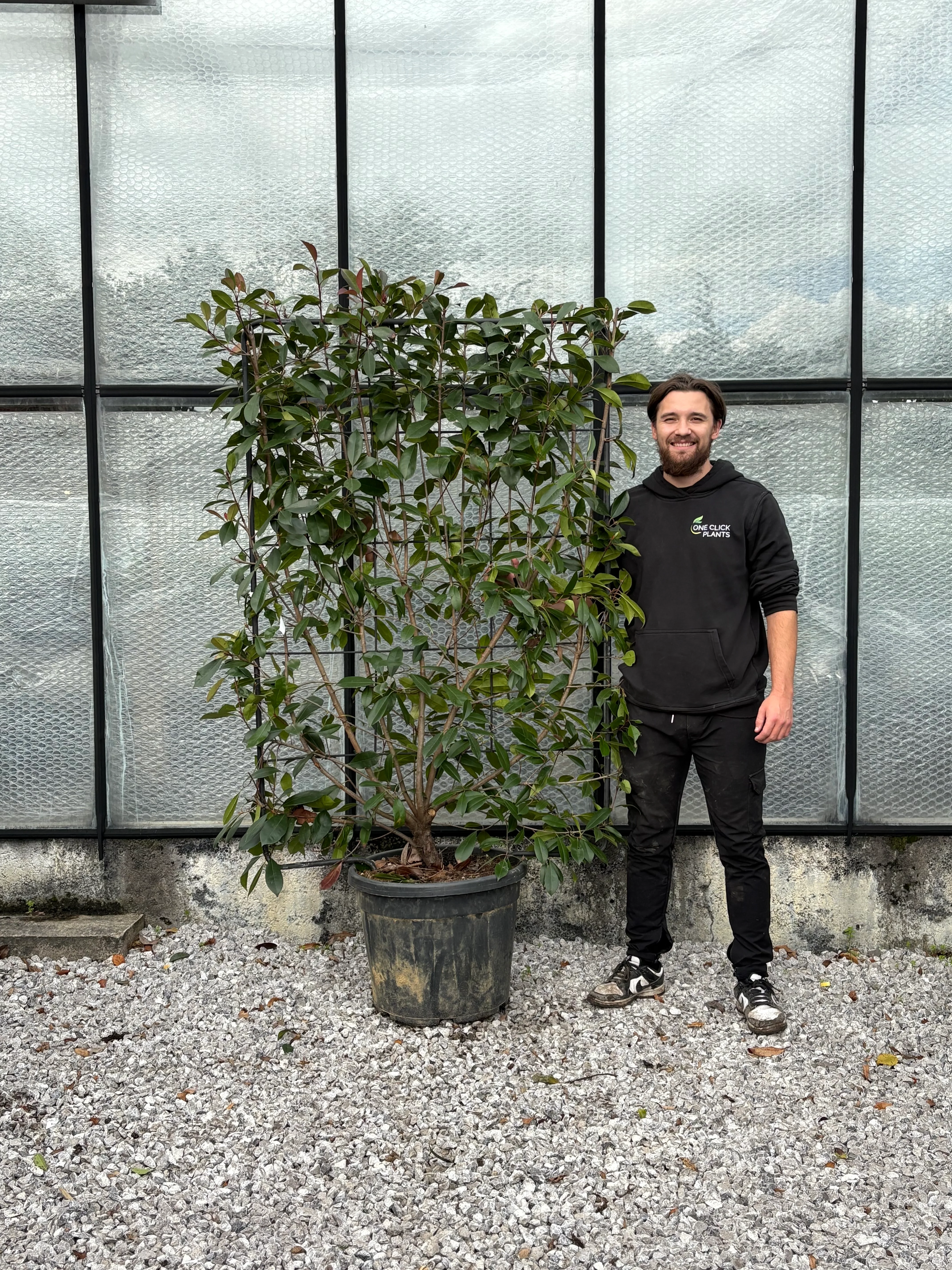 Photinia 'Red Robin' on frame 5ft / 6ft (Metal Frame) - Image 2