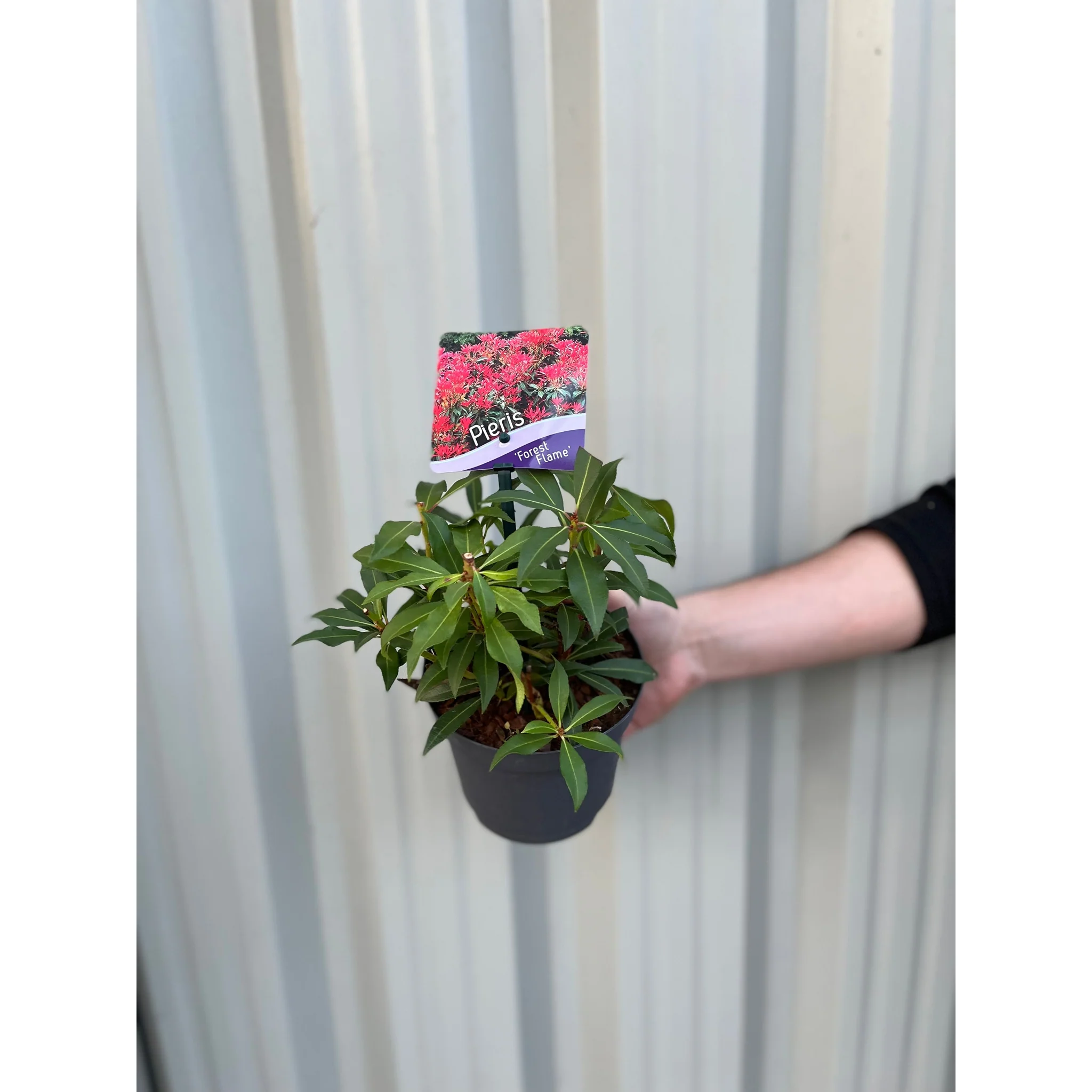 Pieris japonica Forest Flame (2 sizes available) - Image 4