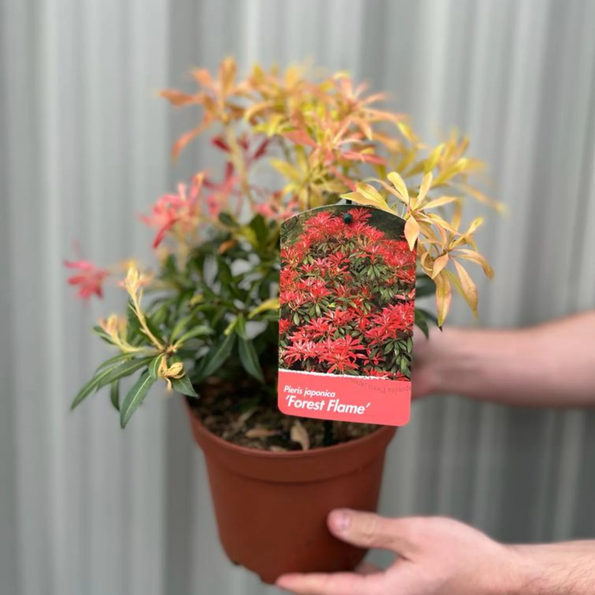 Pieris japonica Forest Flame (2 sizes available) - Image 5