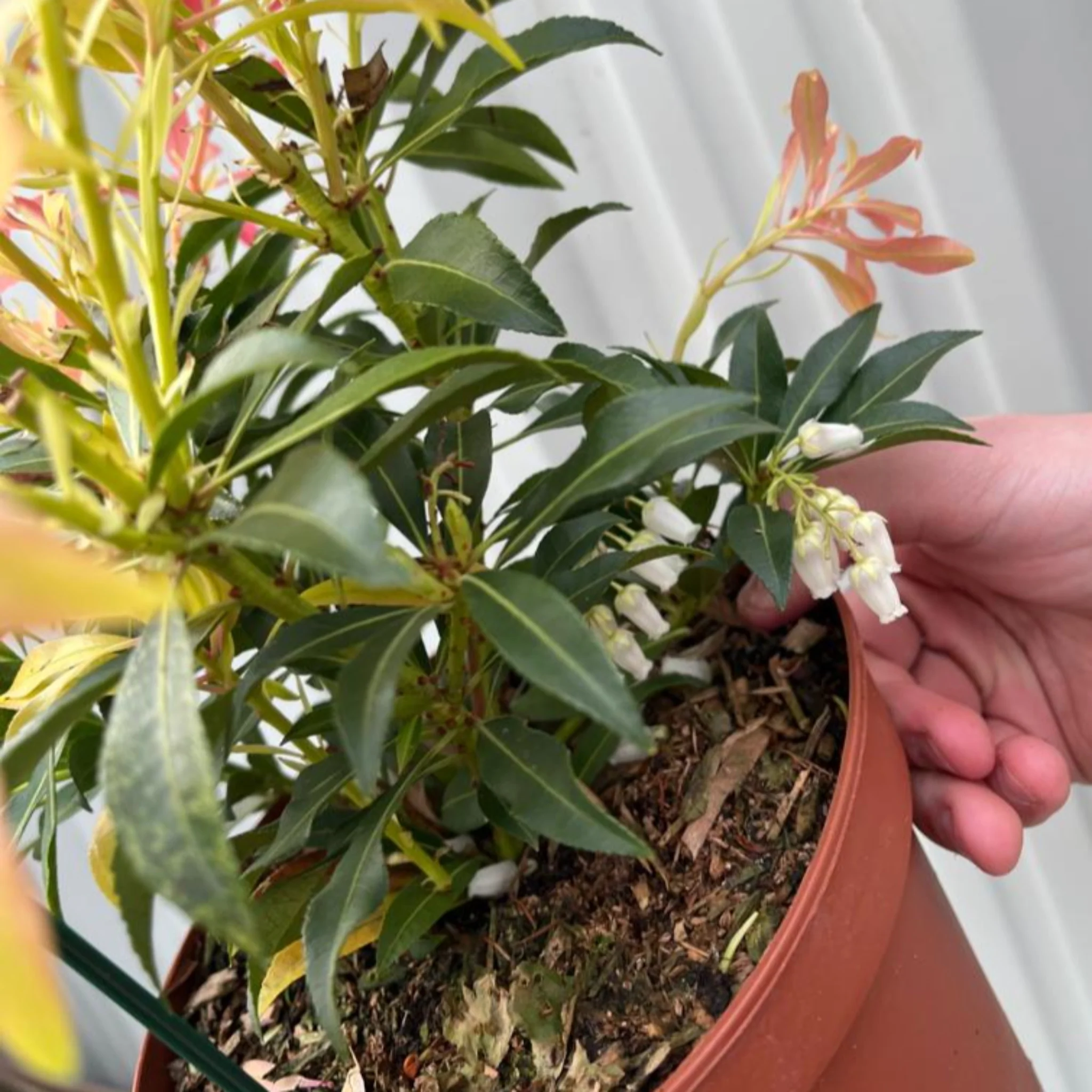 Pieris japonica Forest Flame (2 sizes available) - Image 6