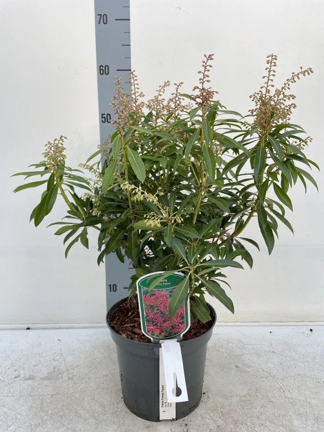 Pieris japonica Forest Flame (2 sizes available) - Image 7