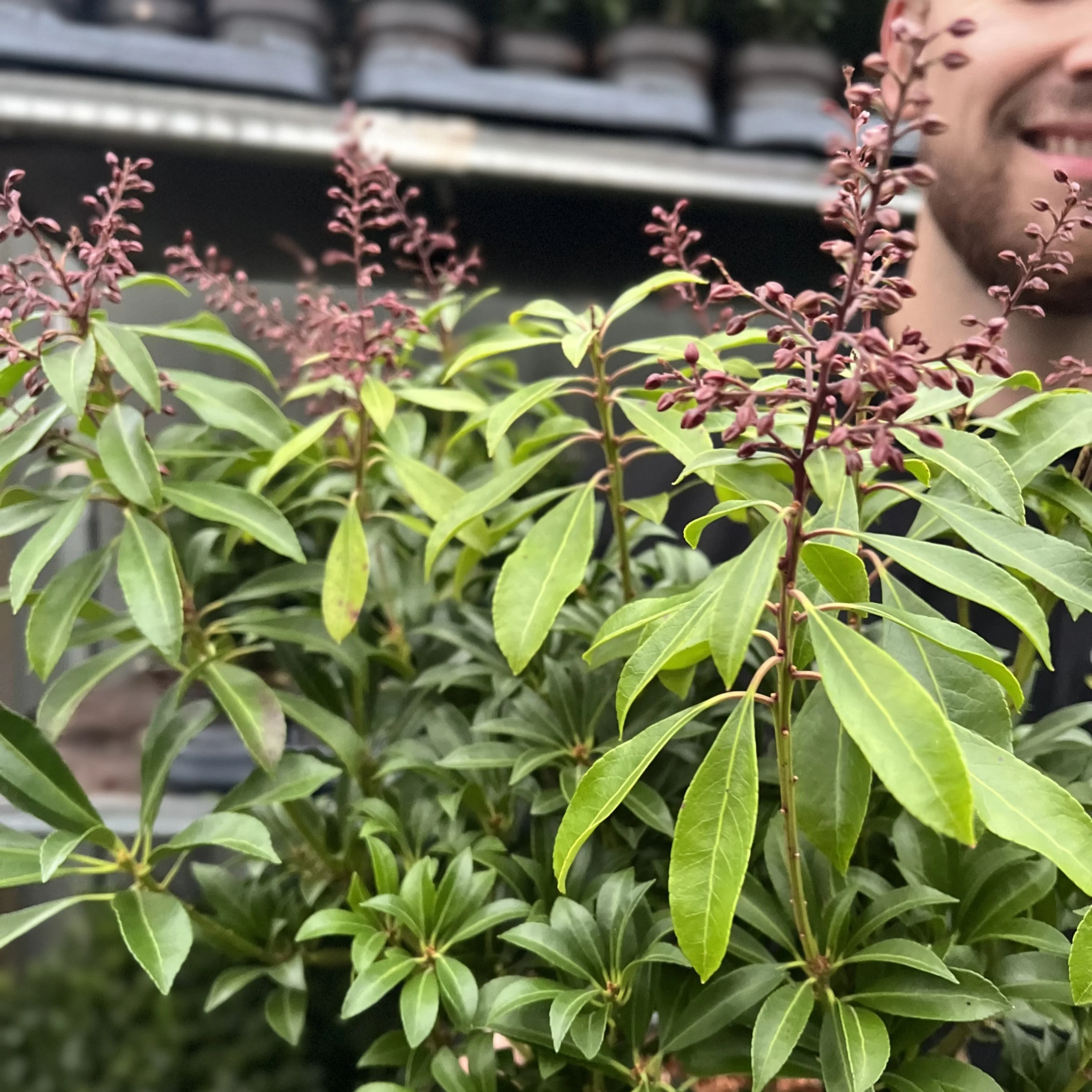 Pieris japonica 'Passion' 3L (50-60cm) - Image 3