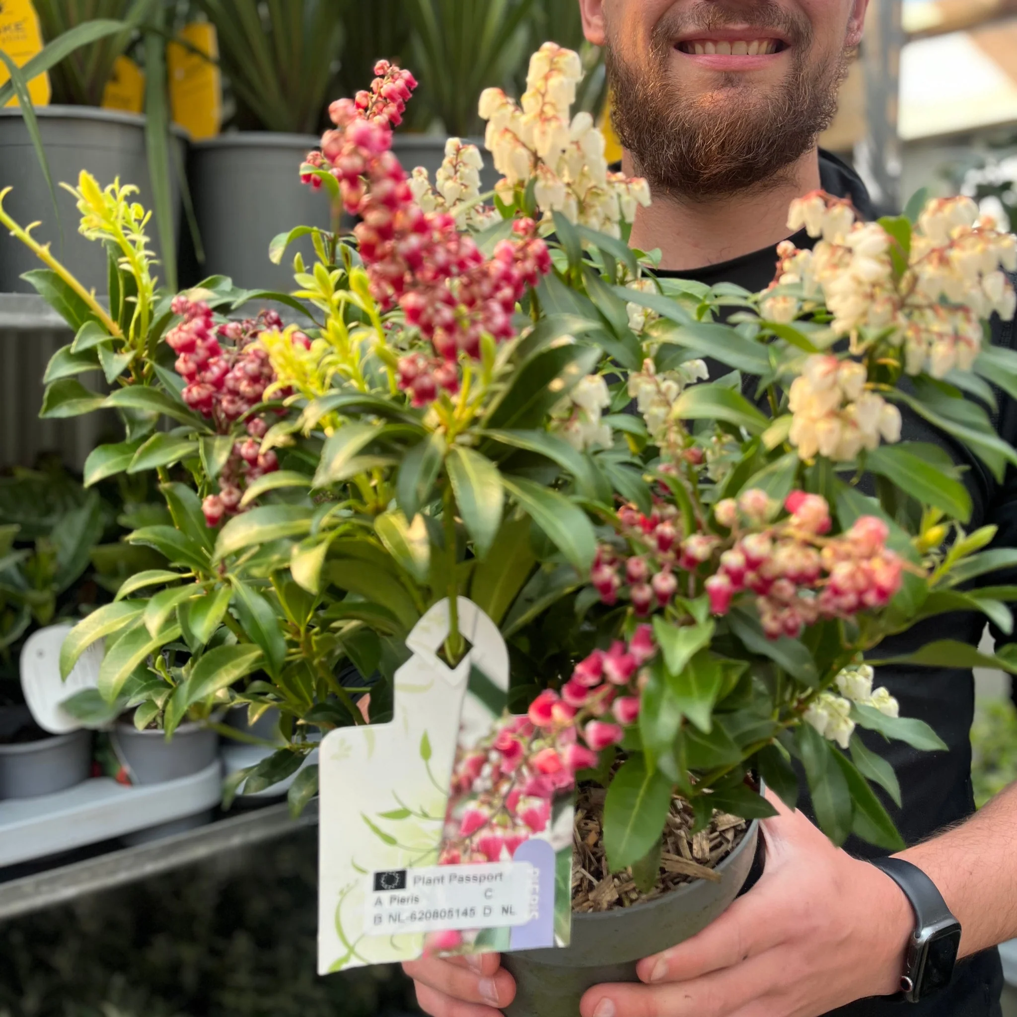 Pieris japonica 'Twins€™ 2L (50-60cm) - Image 2