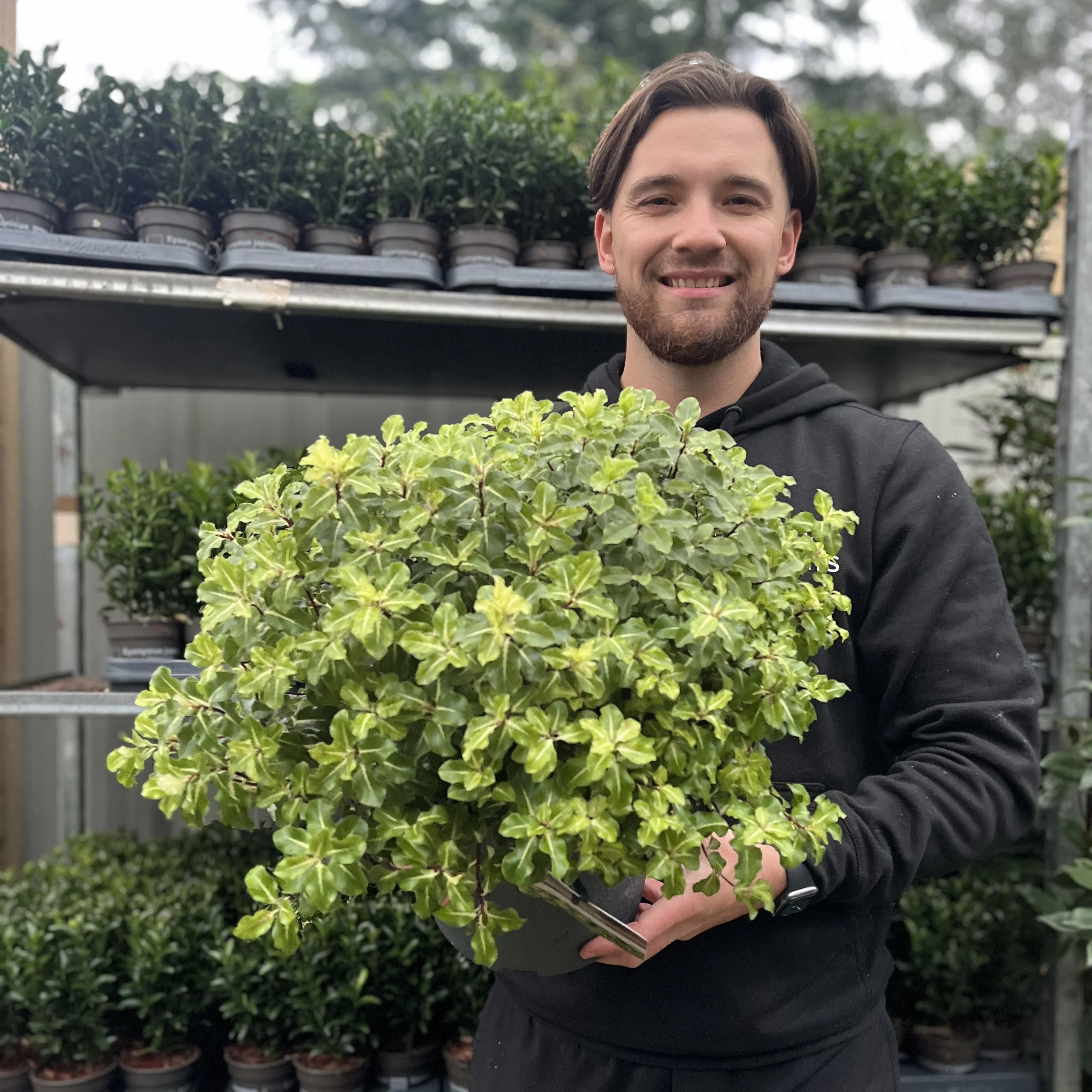 Pittosporum tenuifolium 'Gold Star' 9cm / 5L Ball - Image 2