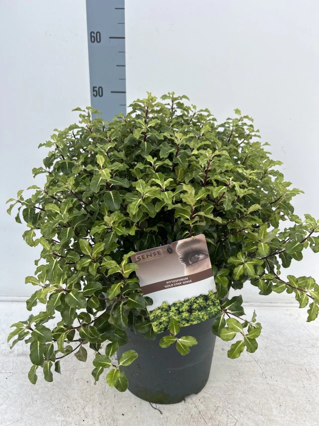 Pittosporum tenuifolium 'Gold Star' 9cm / 5L Ball - Image 3