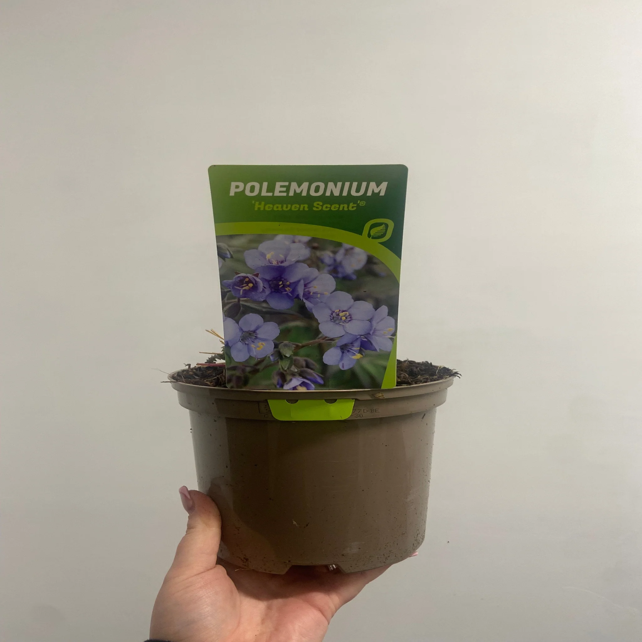 Polemonium 'Heaven Scent' (Jacobs Lader)  9cm/2L - Image 2