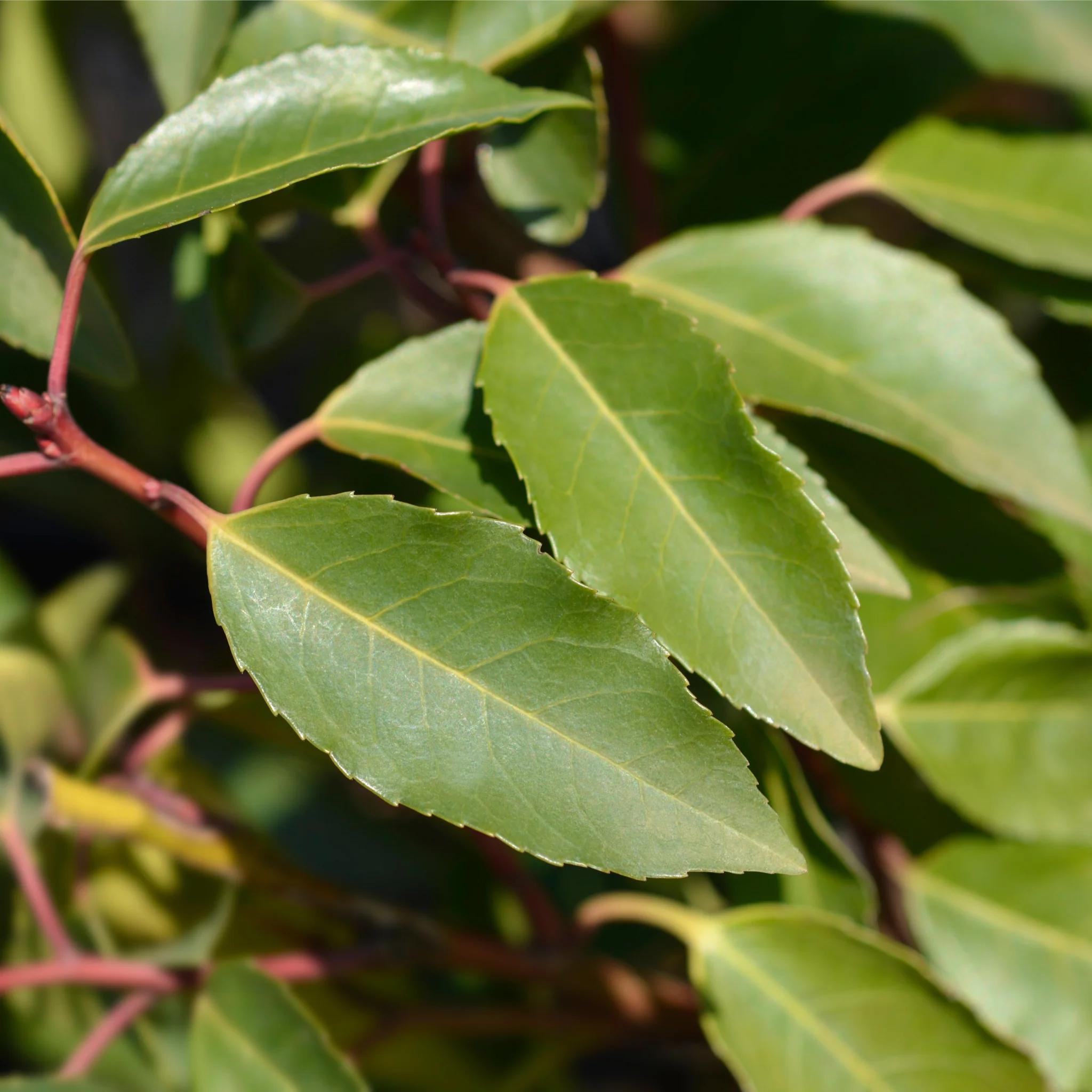 Portuguese Laurel | Prunus lusitanica 'Angustifolia' 1L - Image 2