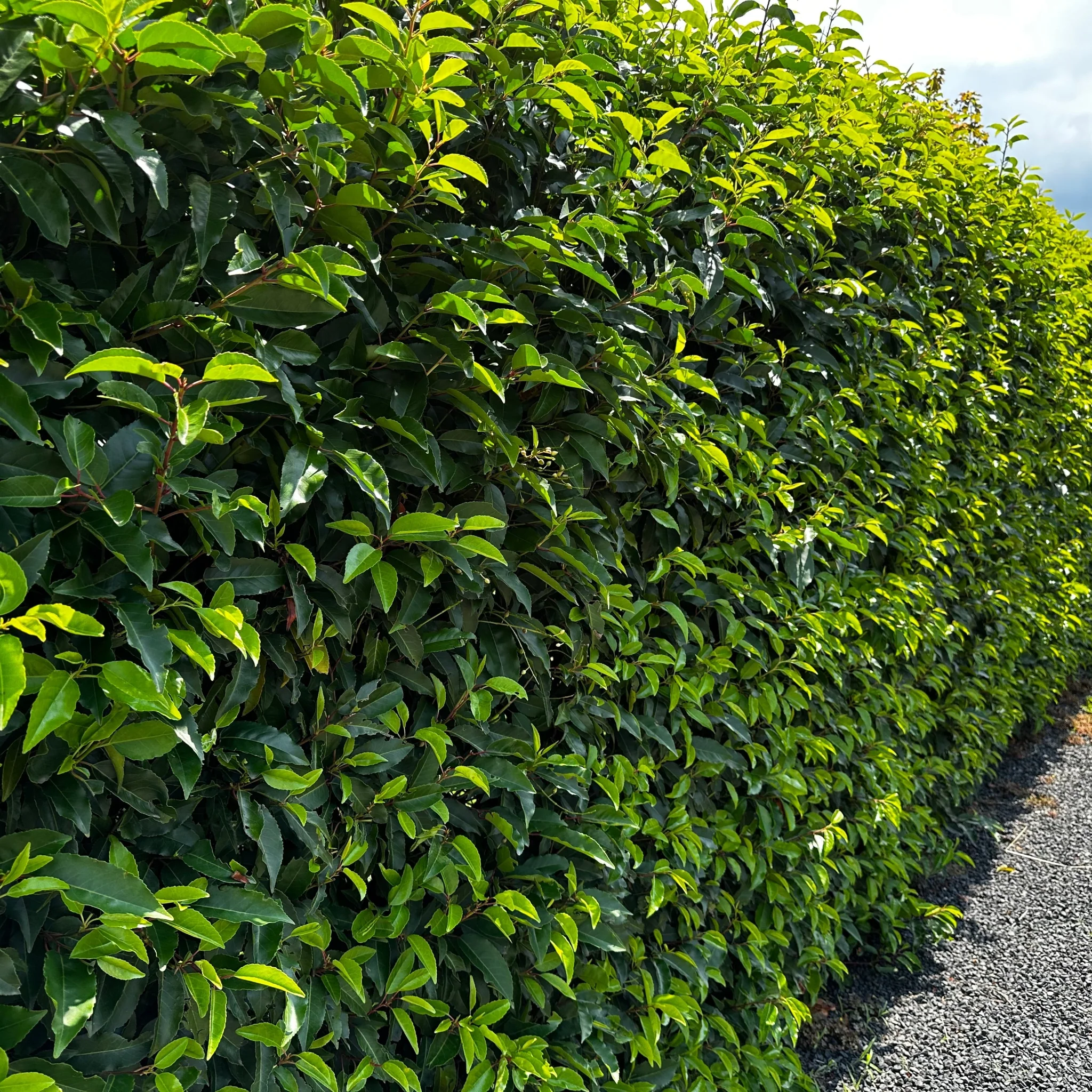 Portuguese Laurel ROOTBALL Hedging - Image 3