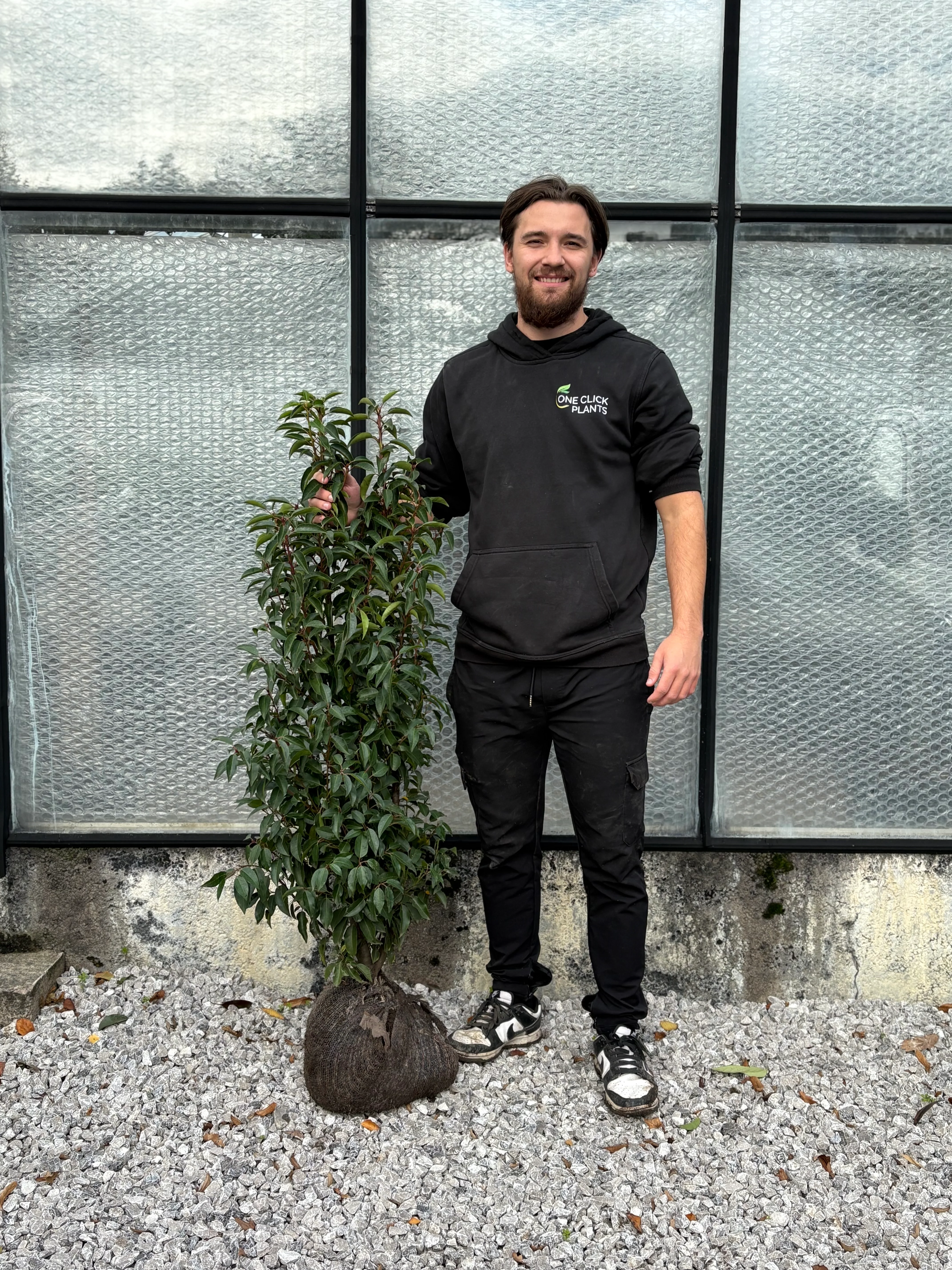 Portuguese Laurel ROOTBALL Hedging - Image 4