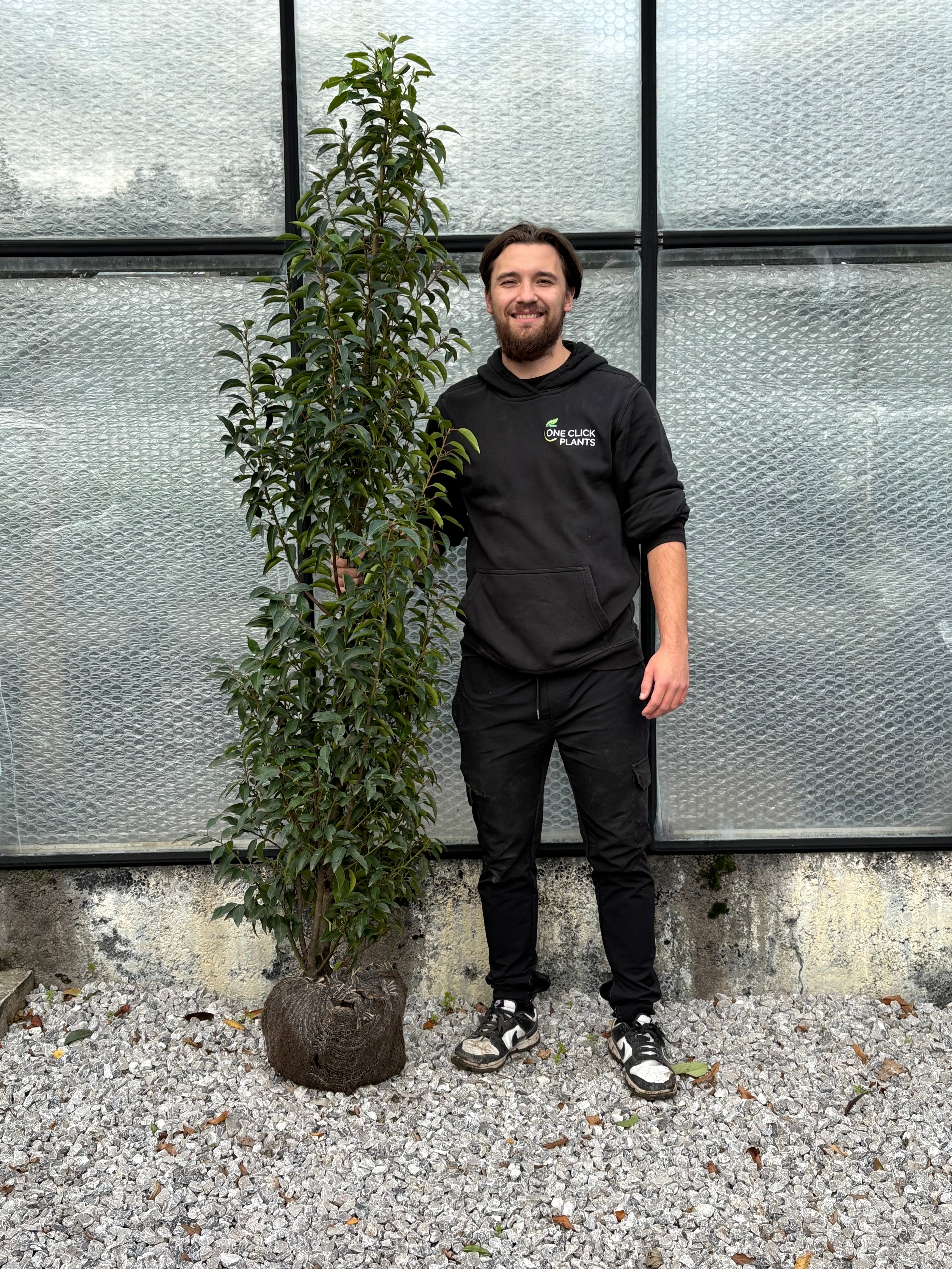 Portuguese Laurel ROOTBALL Hedging - Image 7
