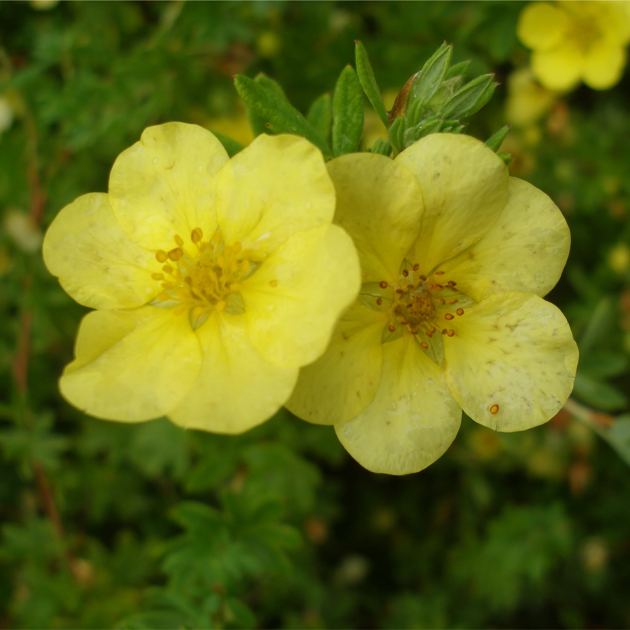 Potentilla fruticosa 'Katherine Dykes' 1L - Image 3
