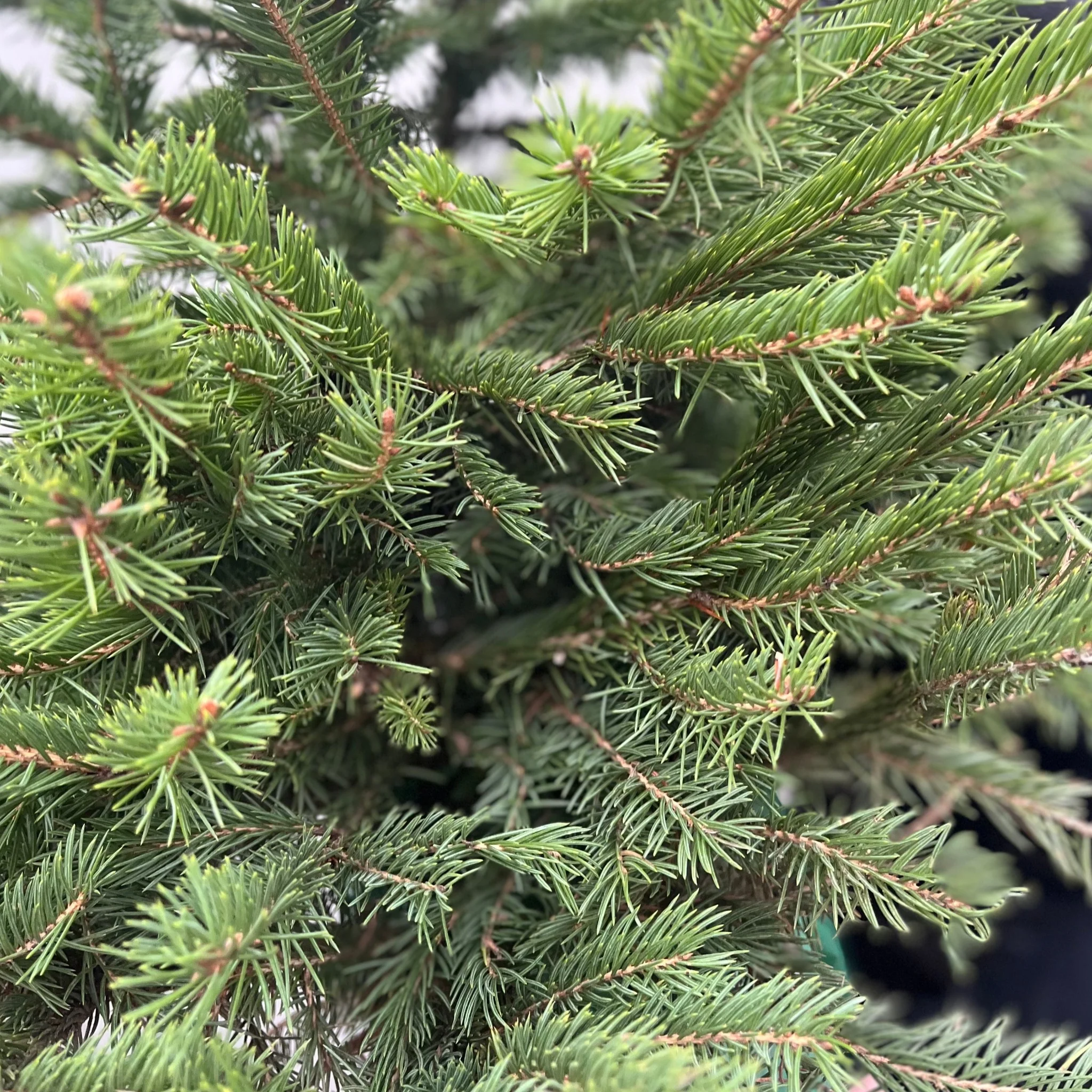 Potted Real Christmas Tree | Picea pungens 'glauca' | 80-100cm - Image 2