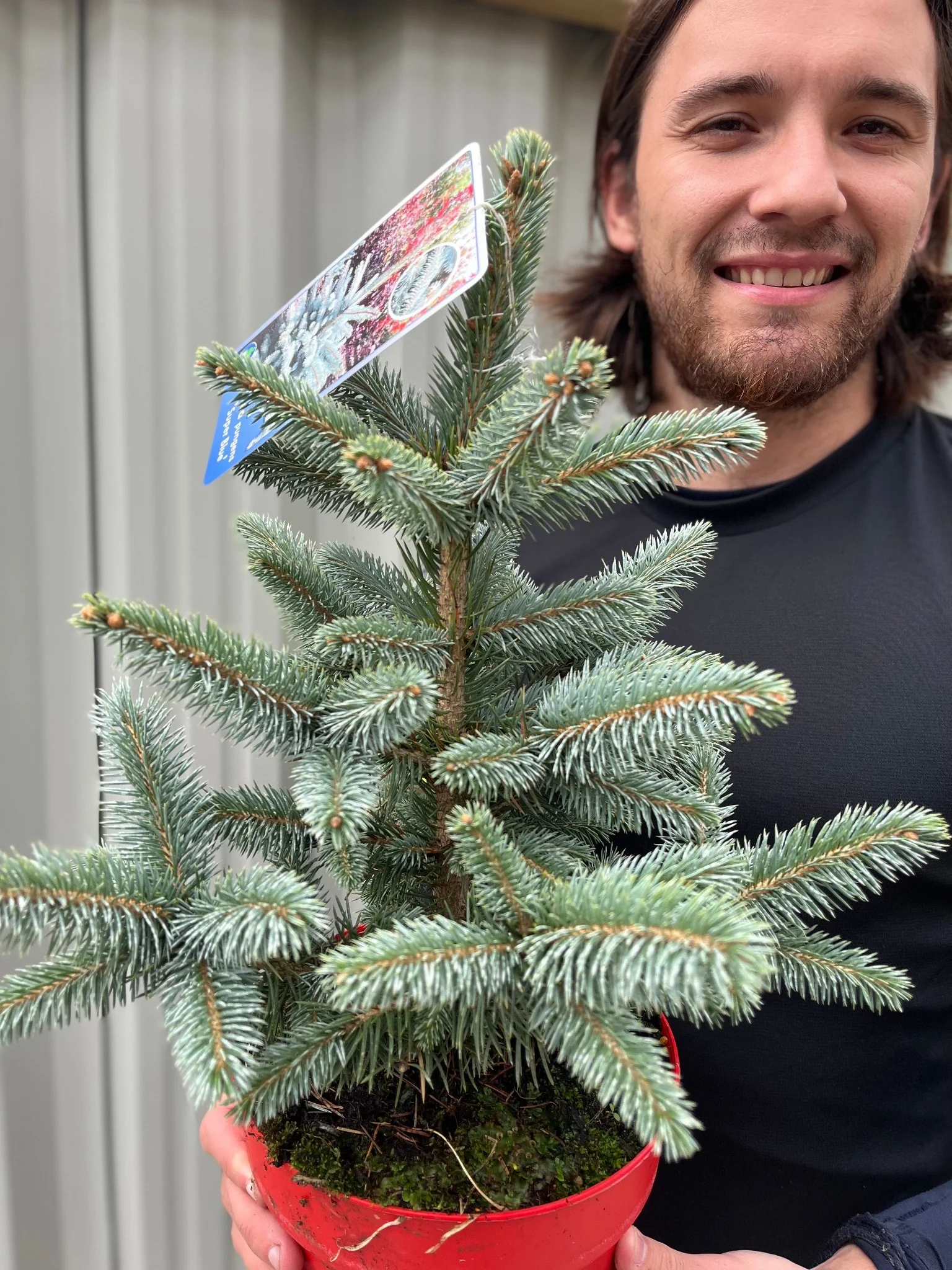Potgrown Real Christmas Tree | Picea pungens 'Super Blue' | 30-40cm - Image 2