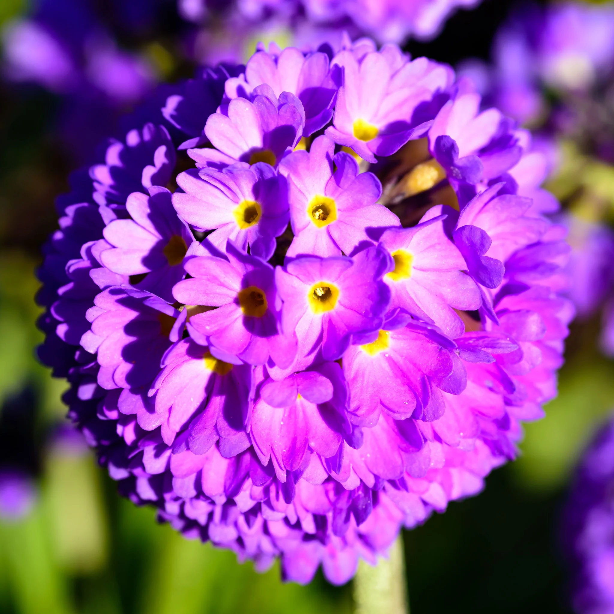 Primula denticulata Lilac (Drumstick Primrose) 9cm/1.5L - Image 2