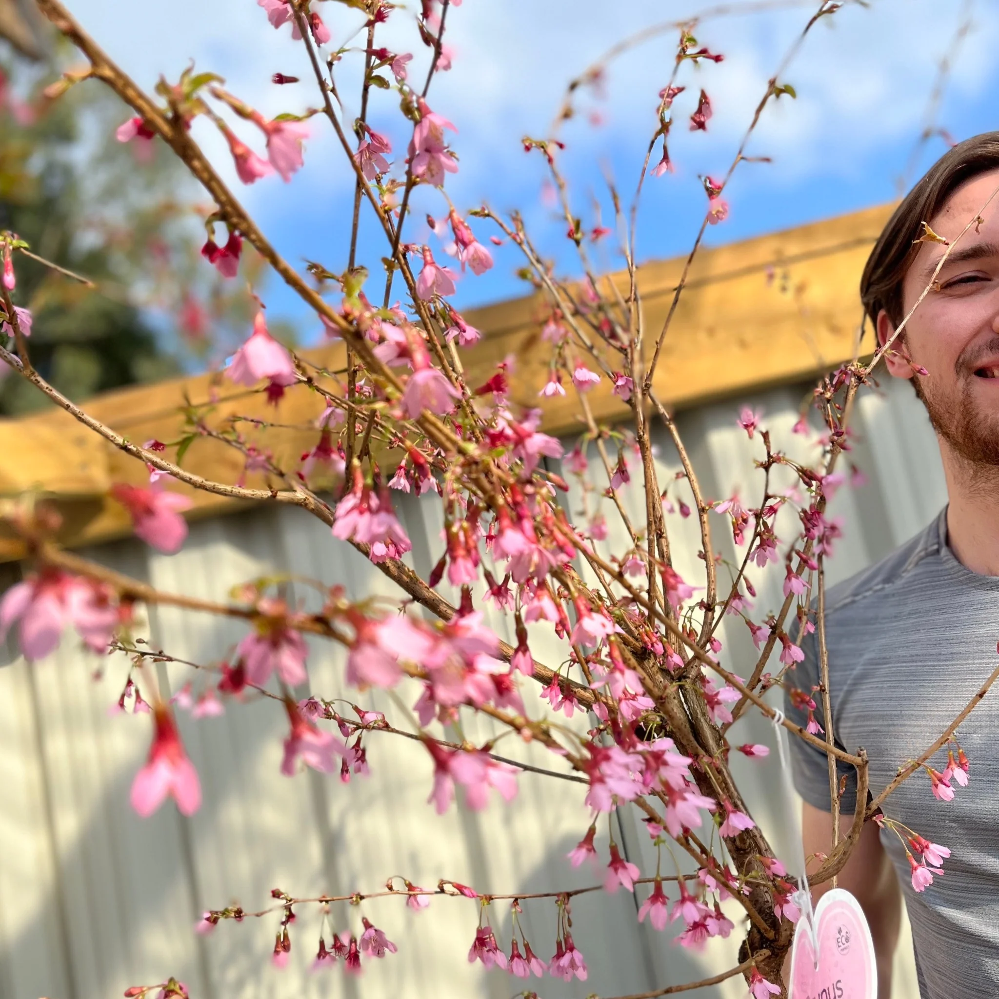 Prunus 'Okame' | Pink Flowering Cherry Tree | Blossom Tree 1M - Image 3