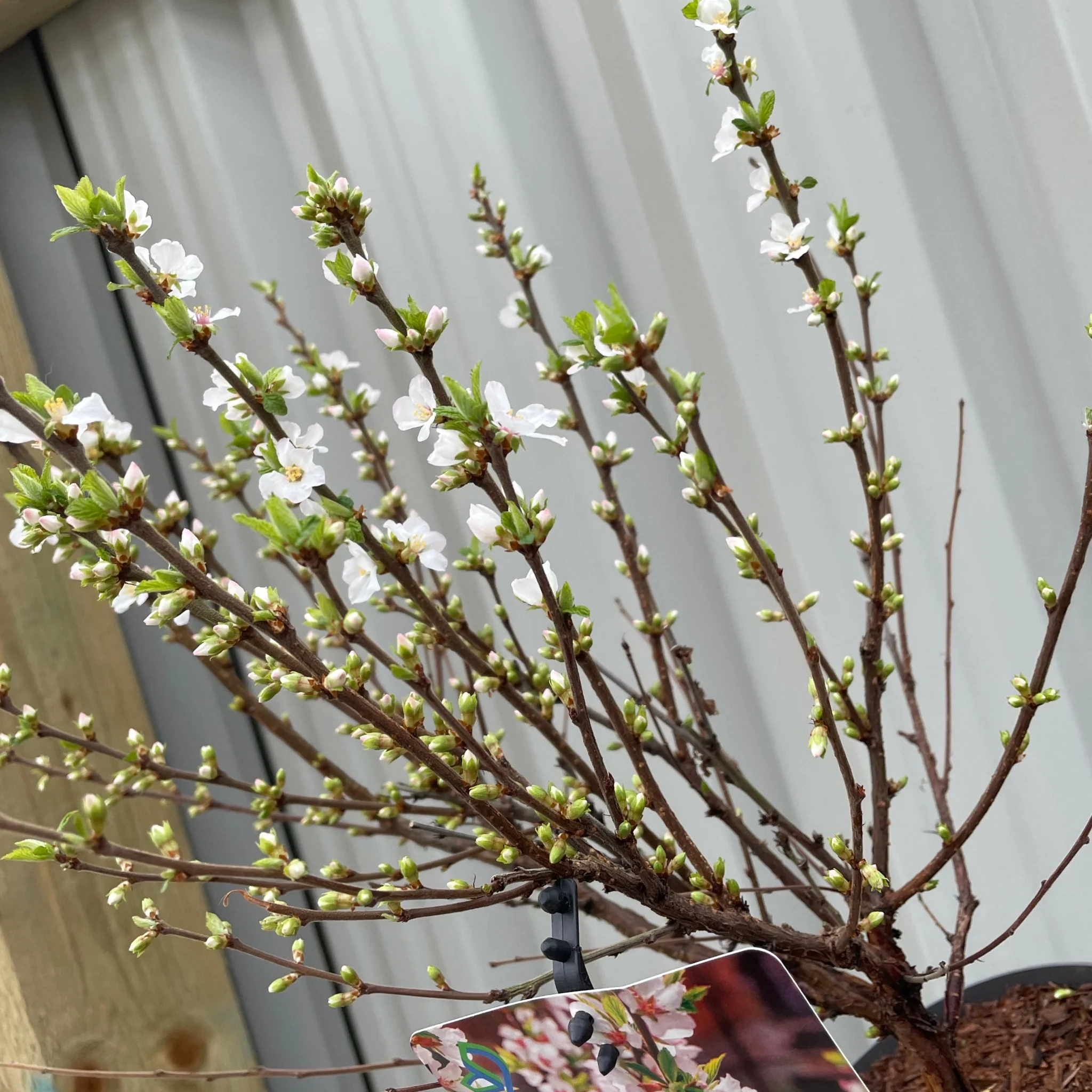 Prunus Ornamental Flowering Cherry Blossom Shrub - Tomentosa - Image 3