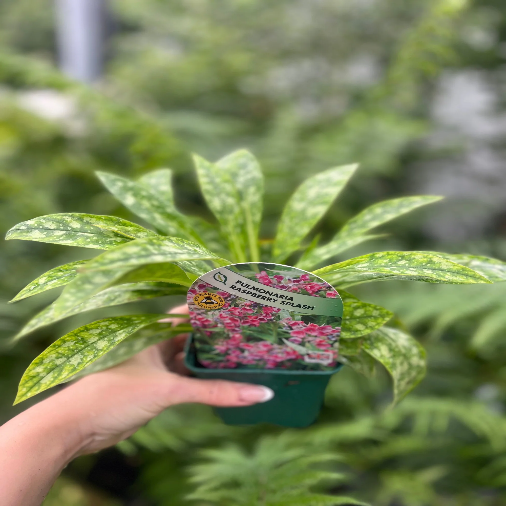 Pulmonaria 'Raspberry Splash' 9cm/2L - Image 2