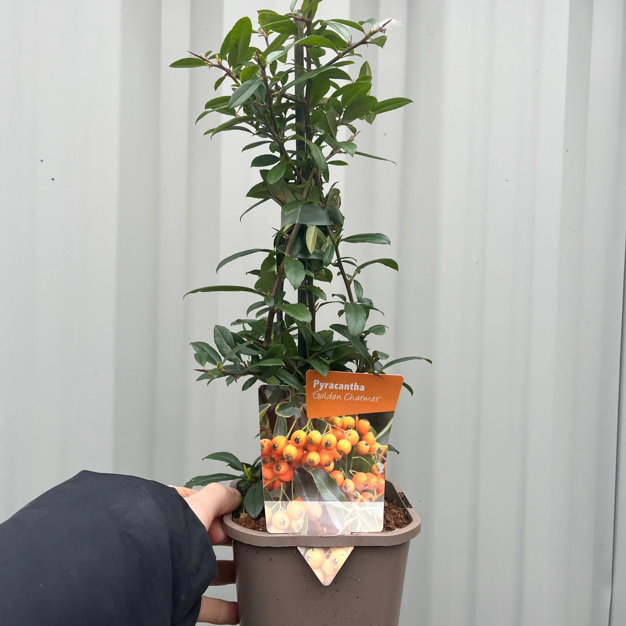 Pyracantha coccinea 'Golden Charmer' 1L - Image 2