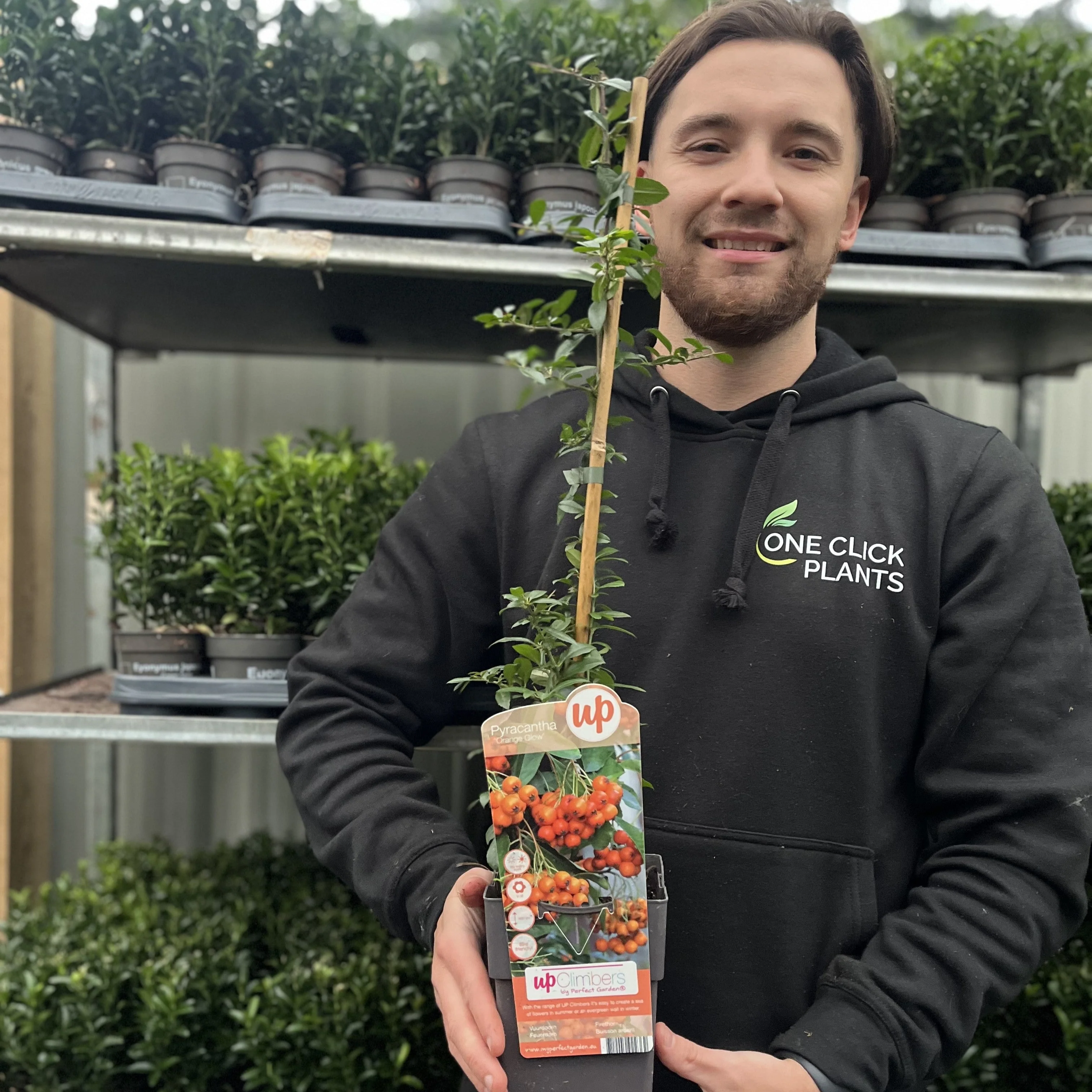 Pyracantha coccinea 'Orange Glow' 1L/2L - Image 2