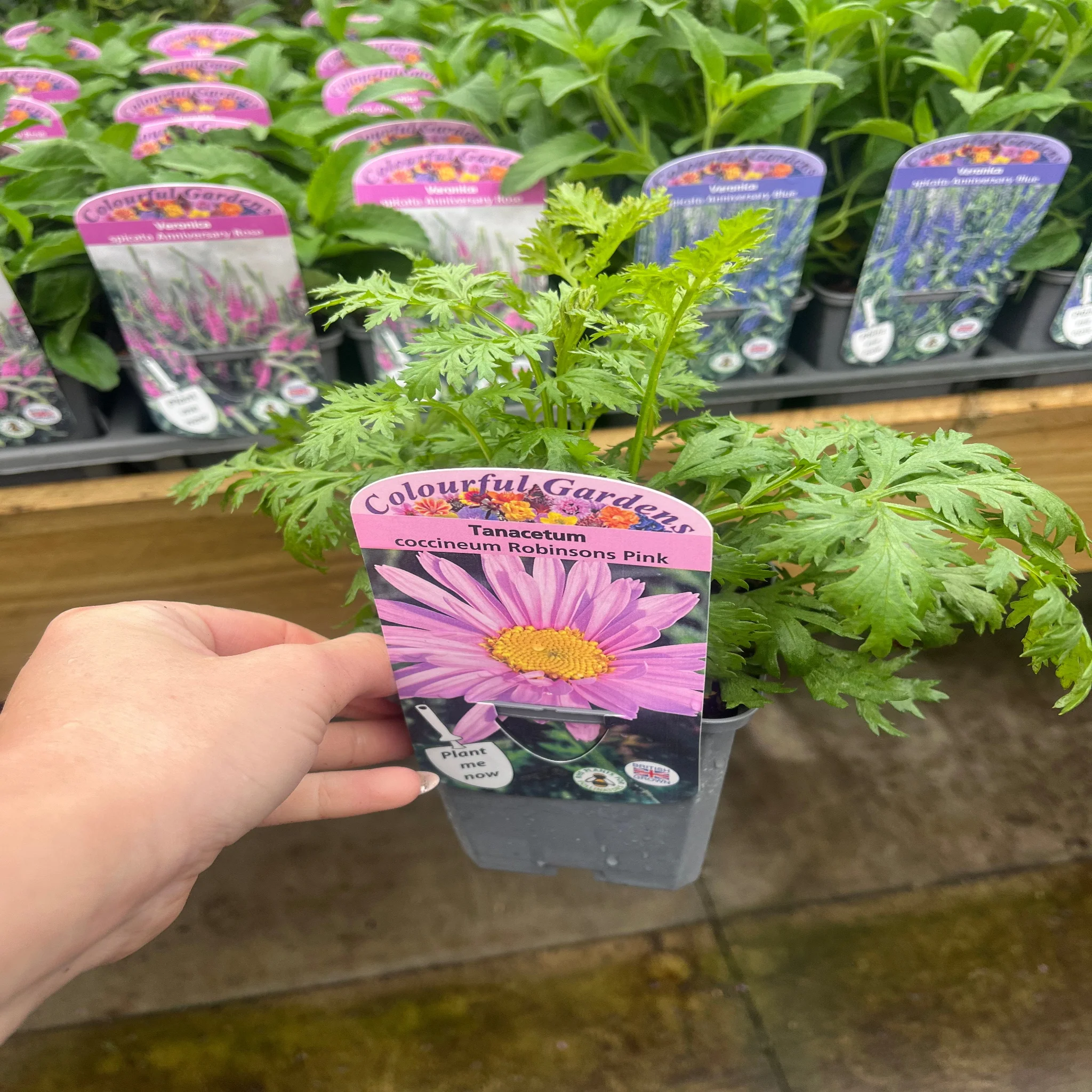 Tanacetum coccineum 'Robinson's Pink' 9cm - Image 2