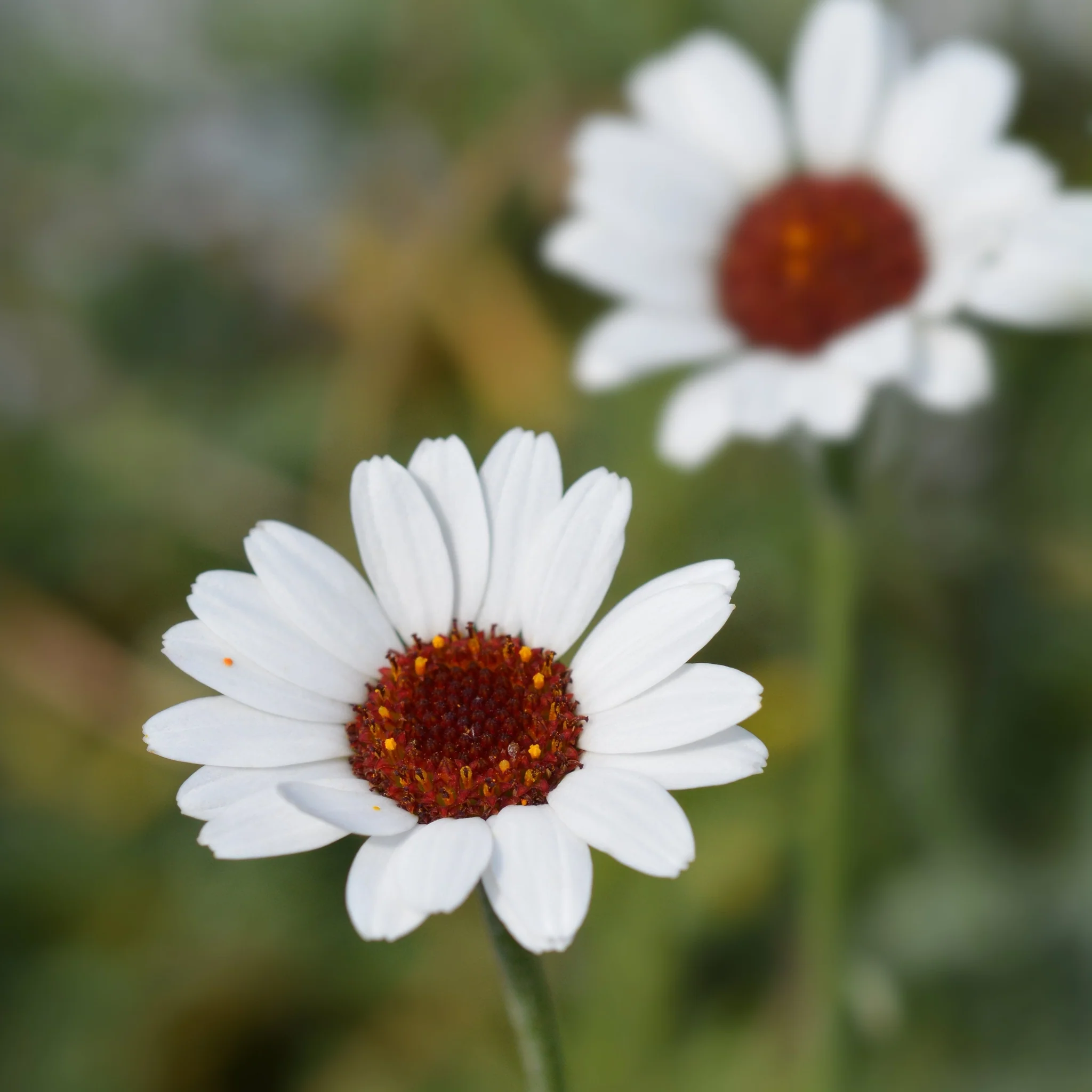 Rhodanthemum Marakesh 9cm - Image 2