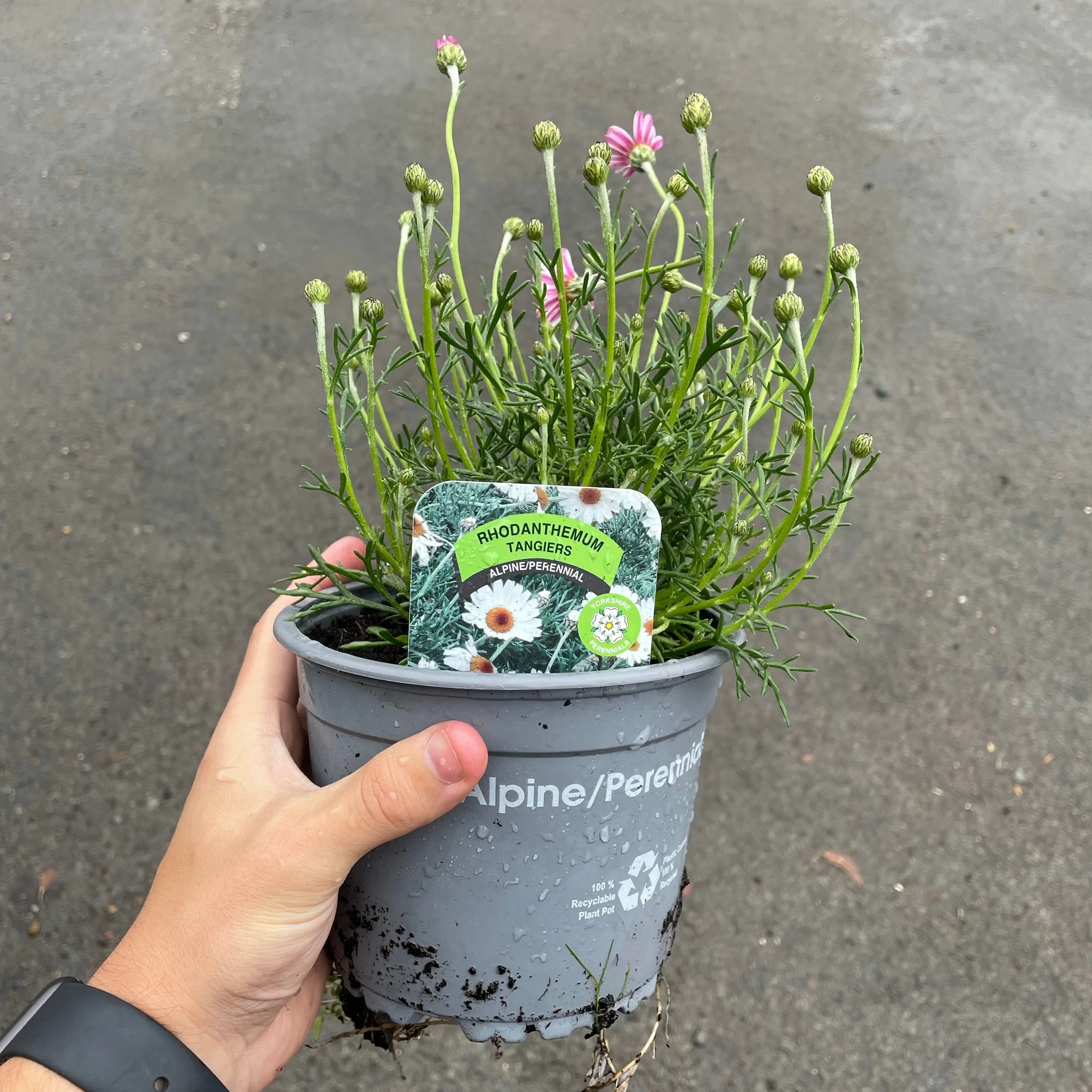 Rhodanthemum - Tangiers 1.5L - Image 2