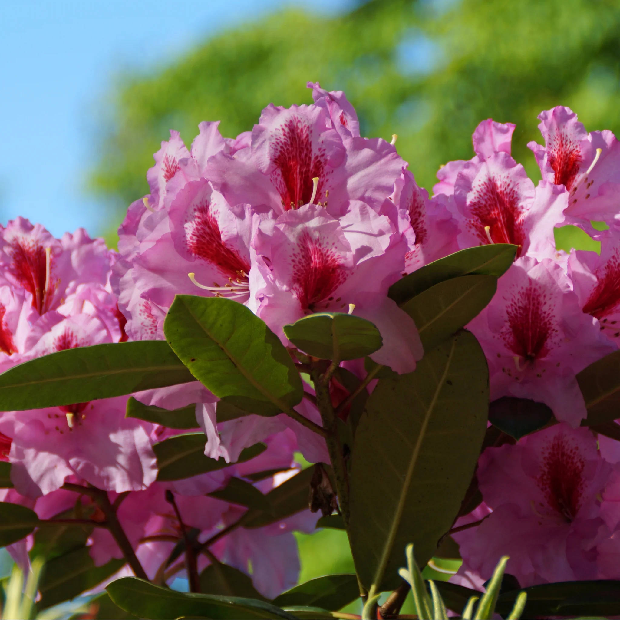 Rhododendron 'Bergensiana' 5L - Image 2