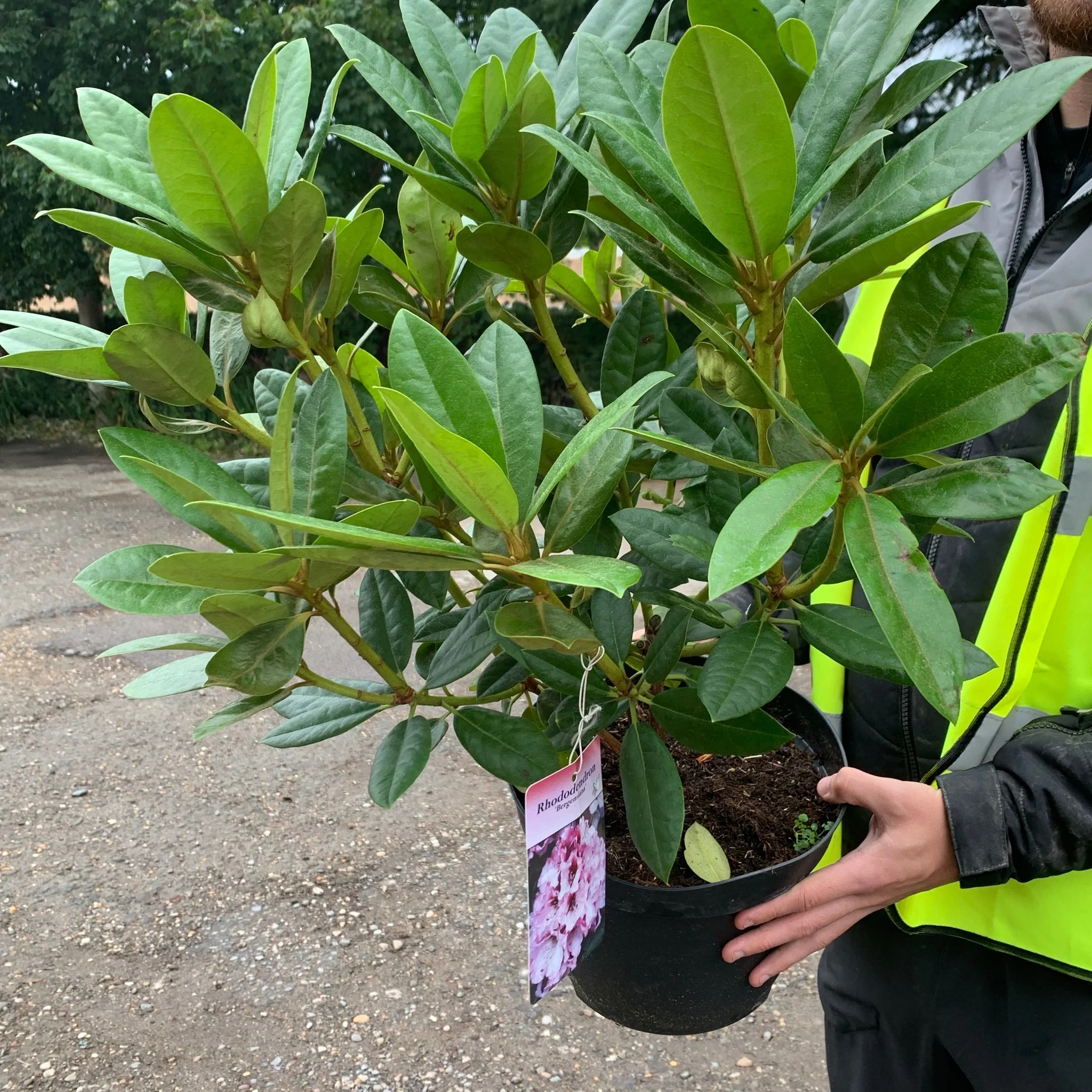 Rhododendron 'Bergensiana' 5L - Image 3