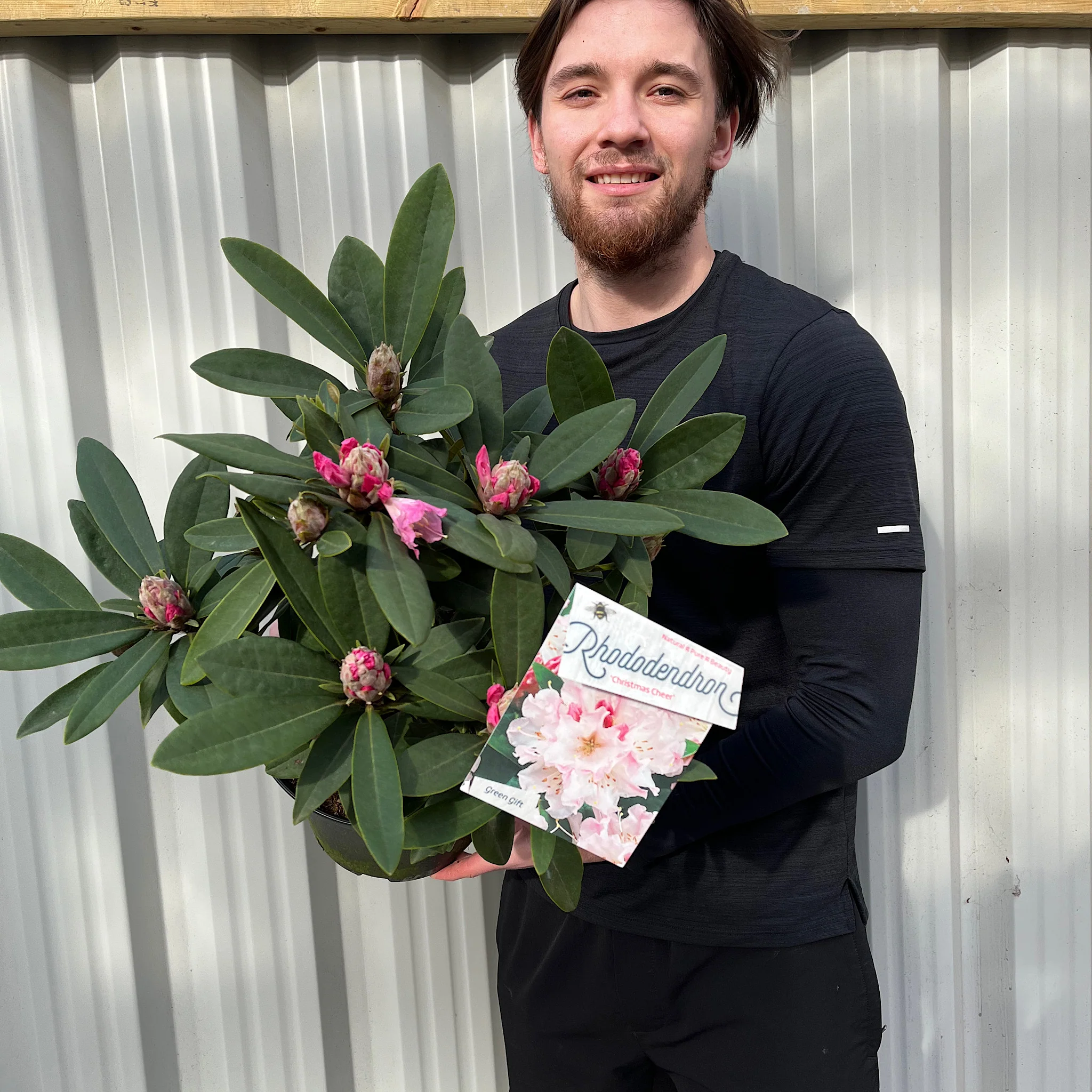 Rhododendron 'Christmas Cheer' 5L | Flowers Late Winter/Early Spring - Image 2