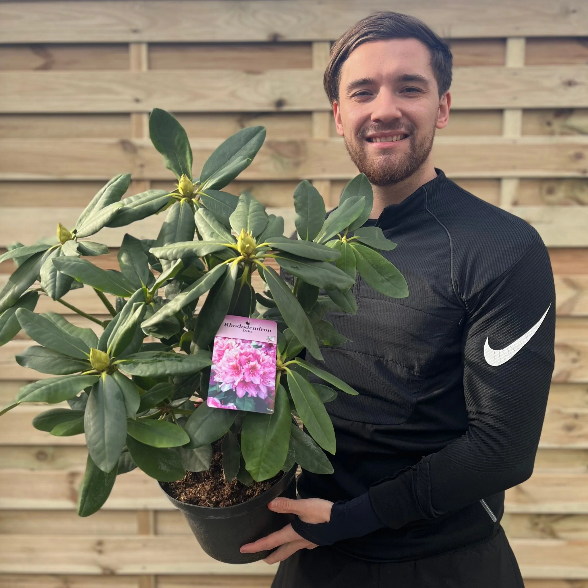 Rhododendron Delta 2L / 5L - Image 2