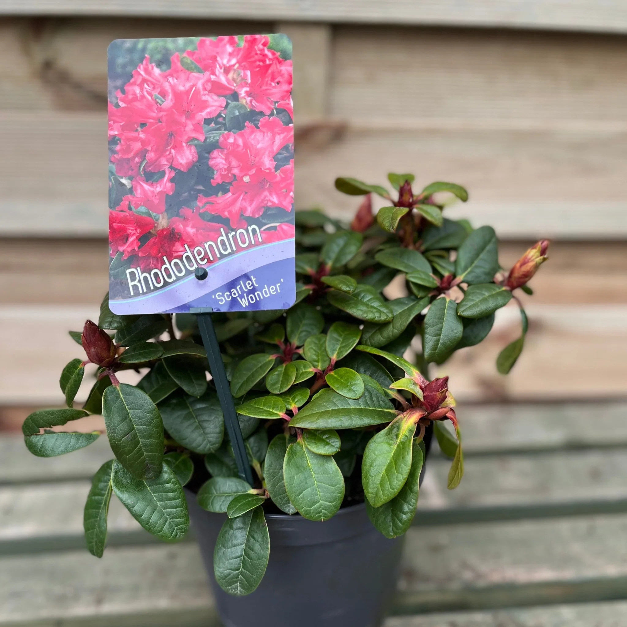 Rhododendron 'Scarlet Wonder' | Dwarf Rhododendron 1L / 2L - Image 3