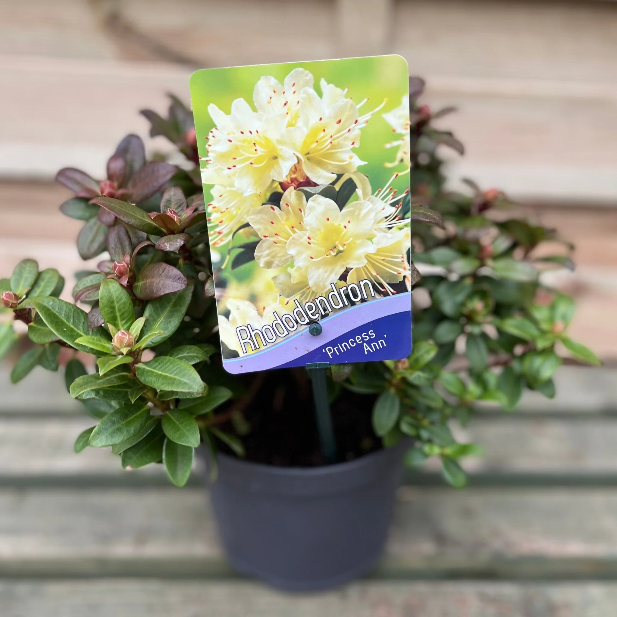 Rhododendron 'Princess Ann' | Dwarf Rhododendron 2L - Image 4