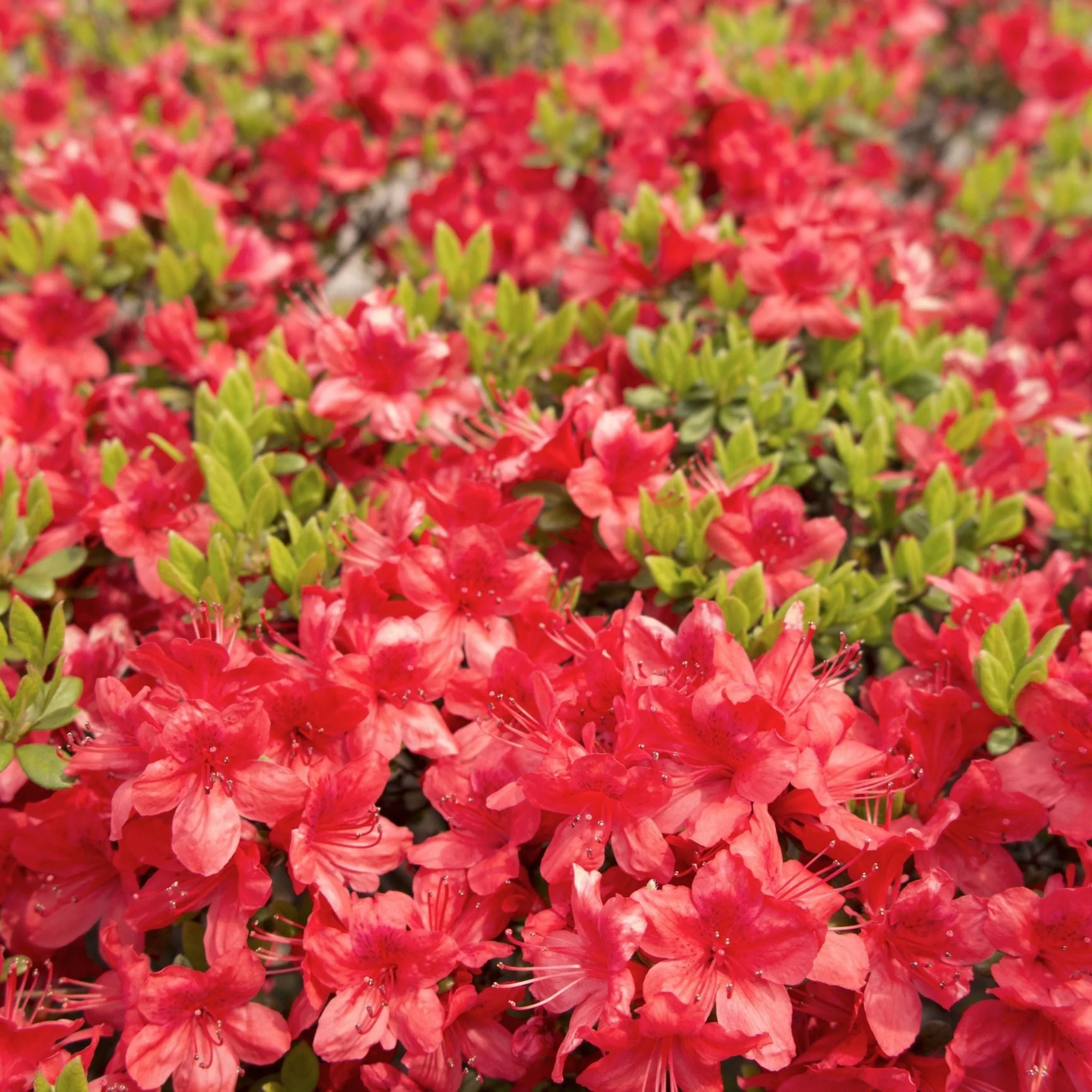 Azalea 'Geisha Red' 1/2L - Image 3