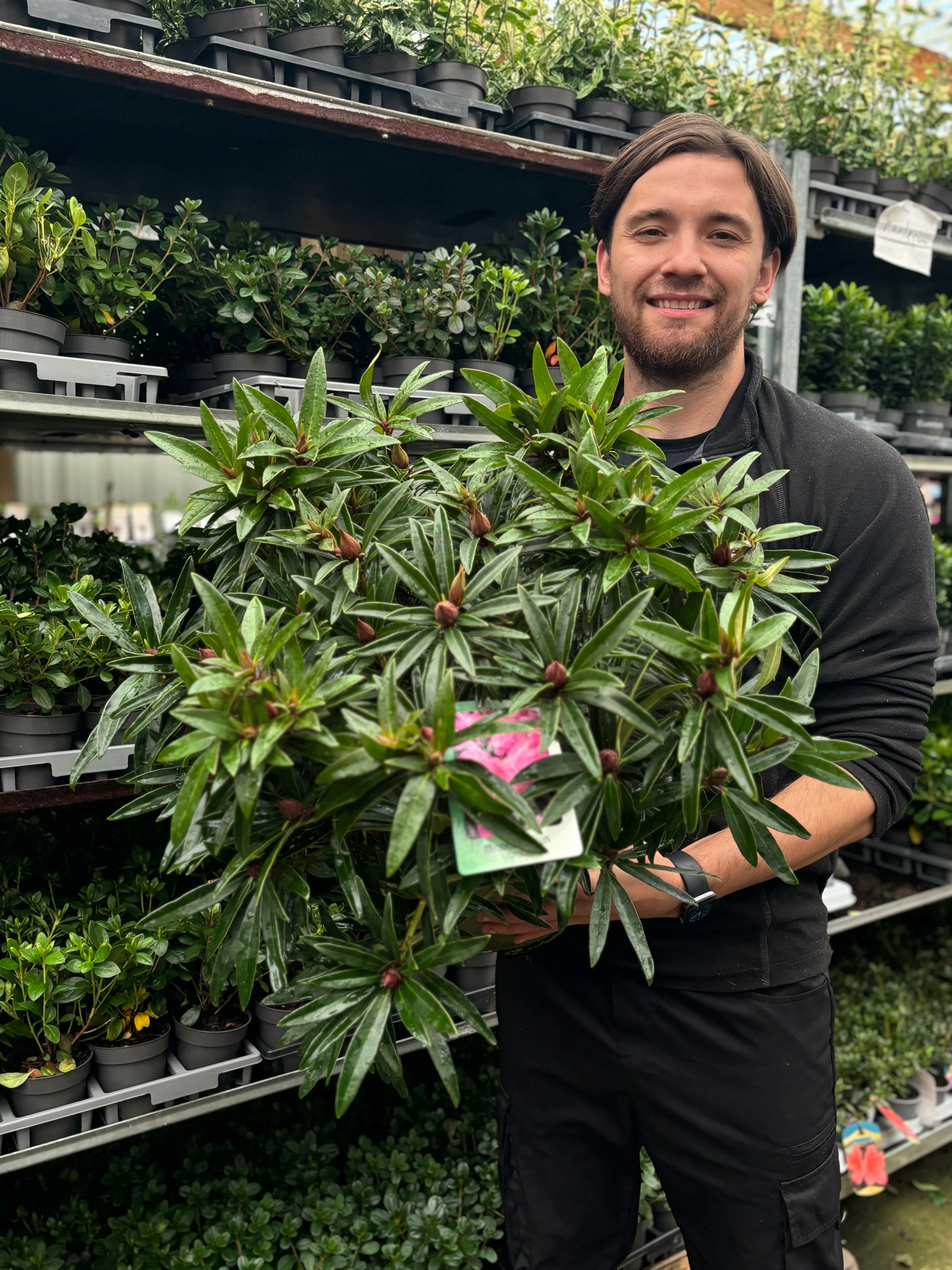 Rhododendron 'Graziella' 3L / 5L - Image 4