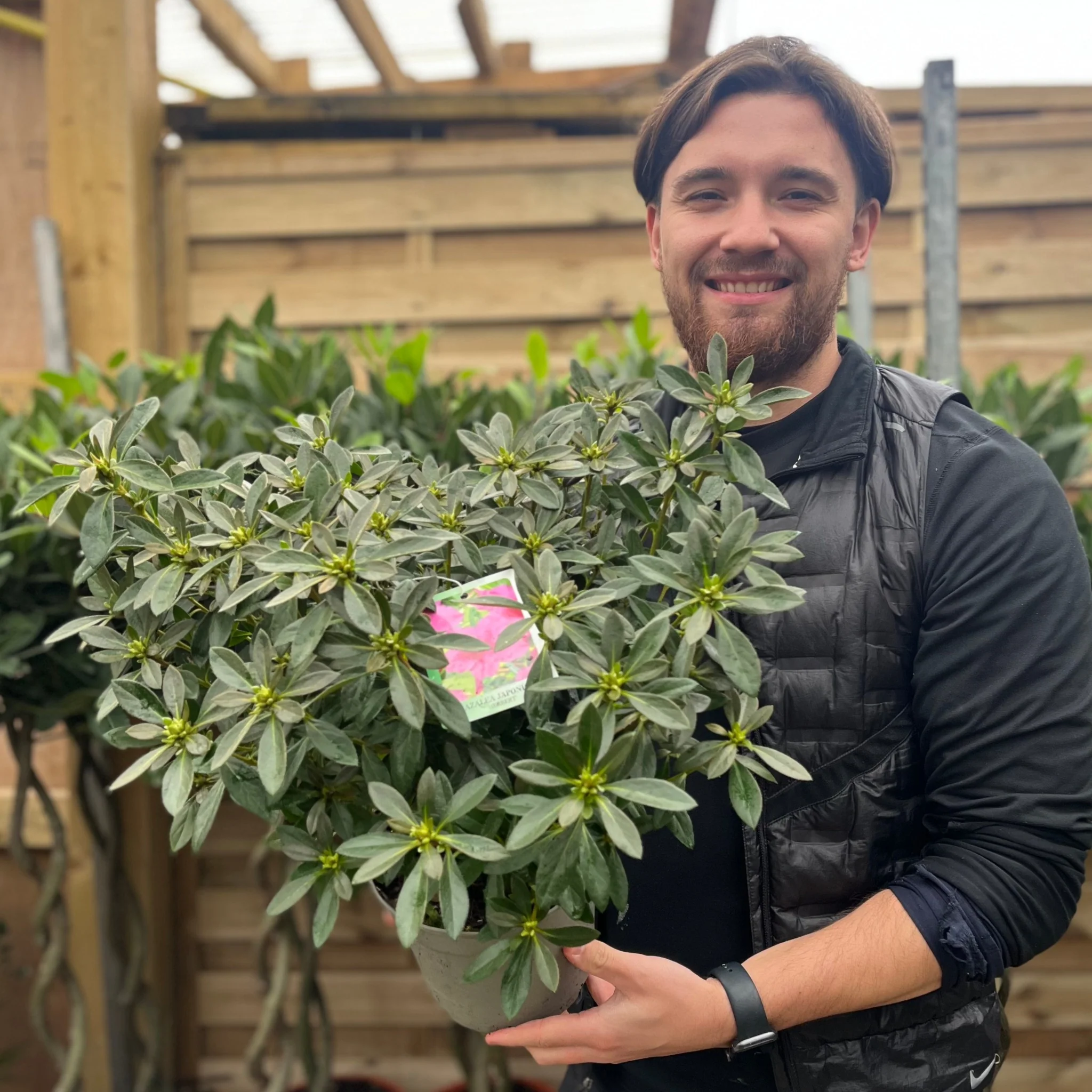 Rhododendron 'Herbert' 2L/3L - Image 3