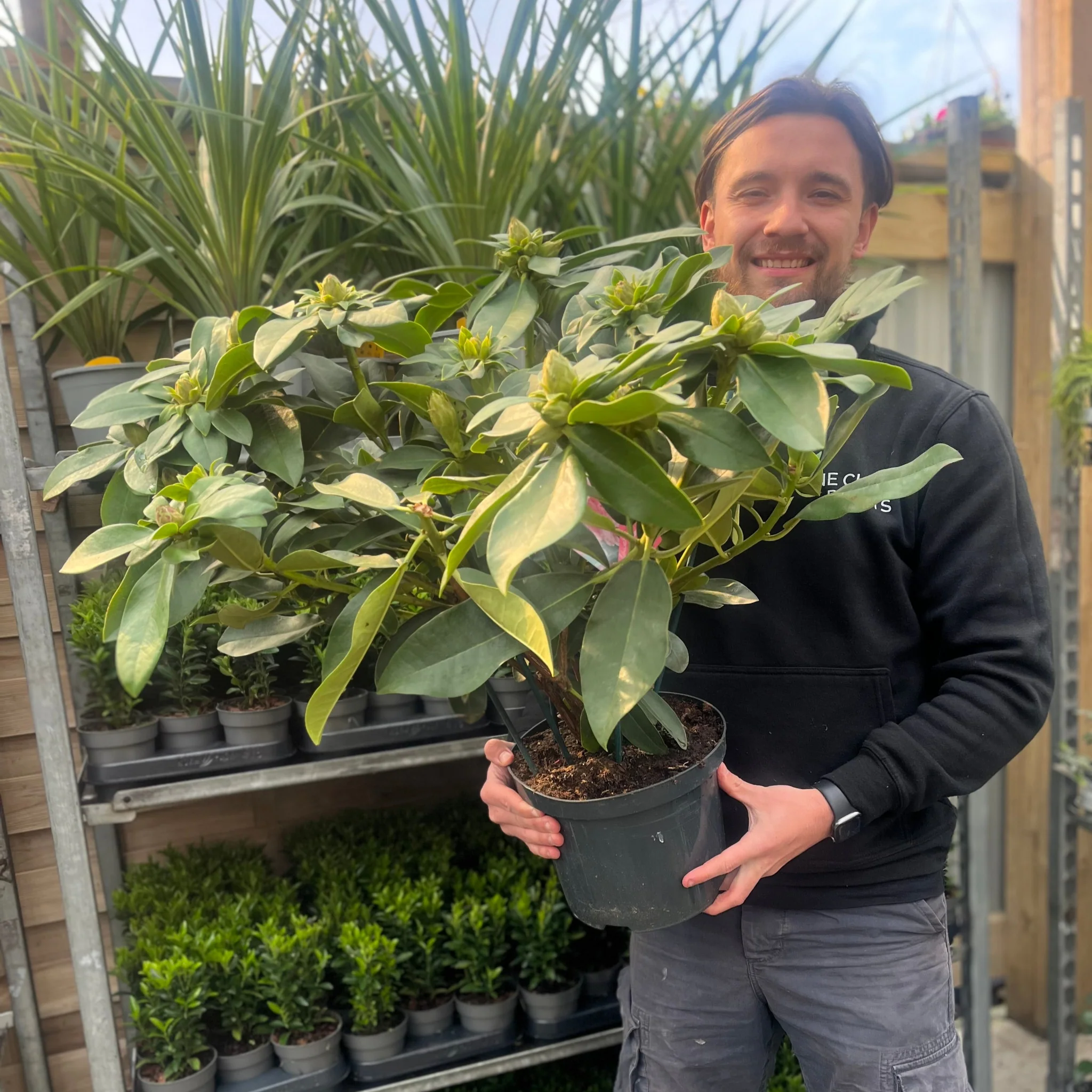 Rhododendron hybride 'Eucharitis' 5L (60-70cm inc. pot) - Image 3