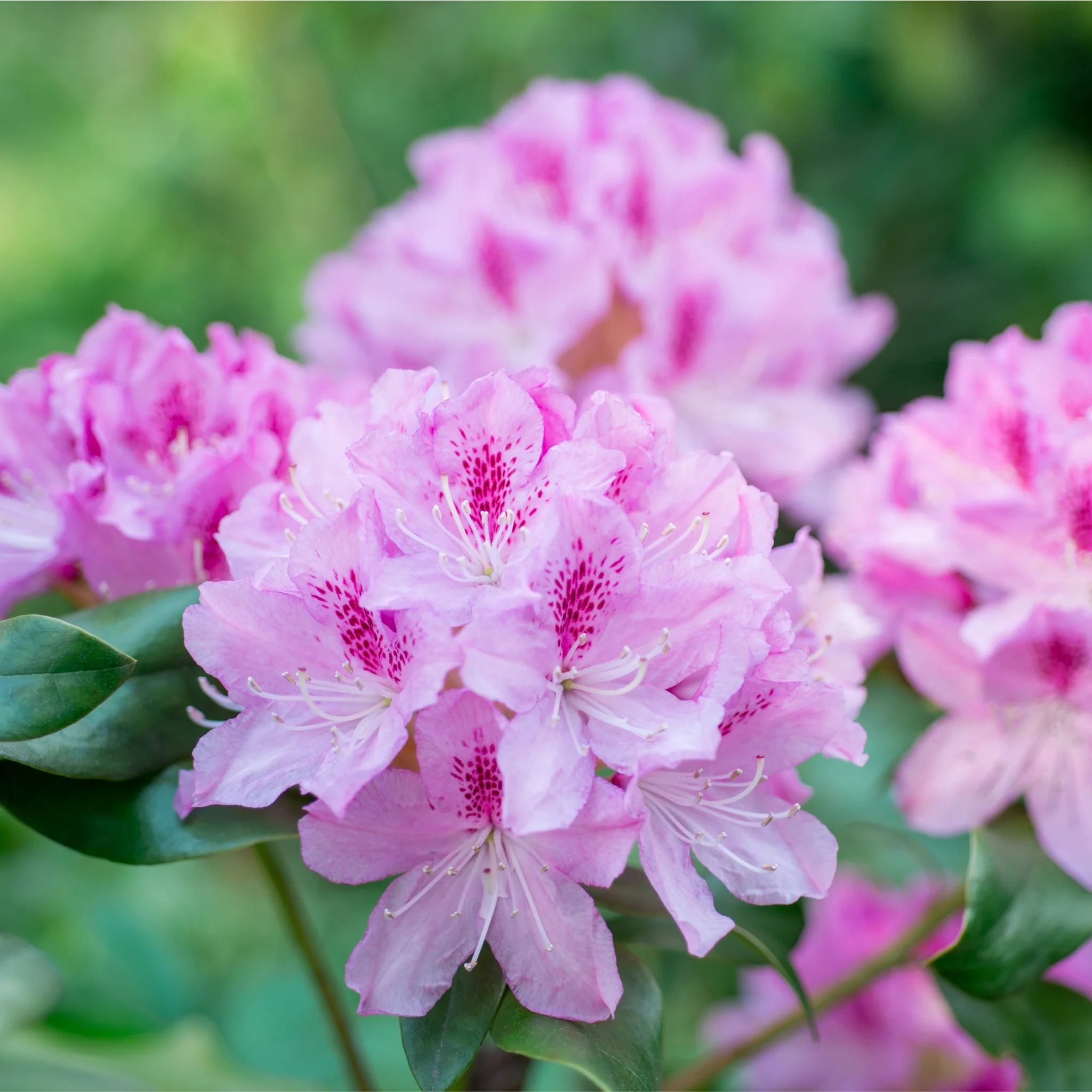 Rhododendron 'keleticum' 1L - Image 2